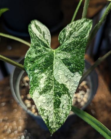 Syngonium