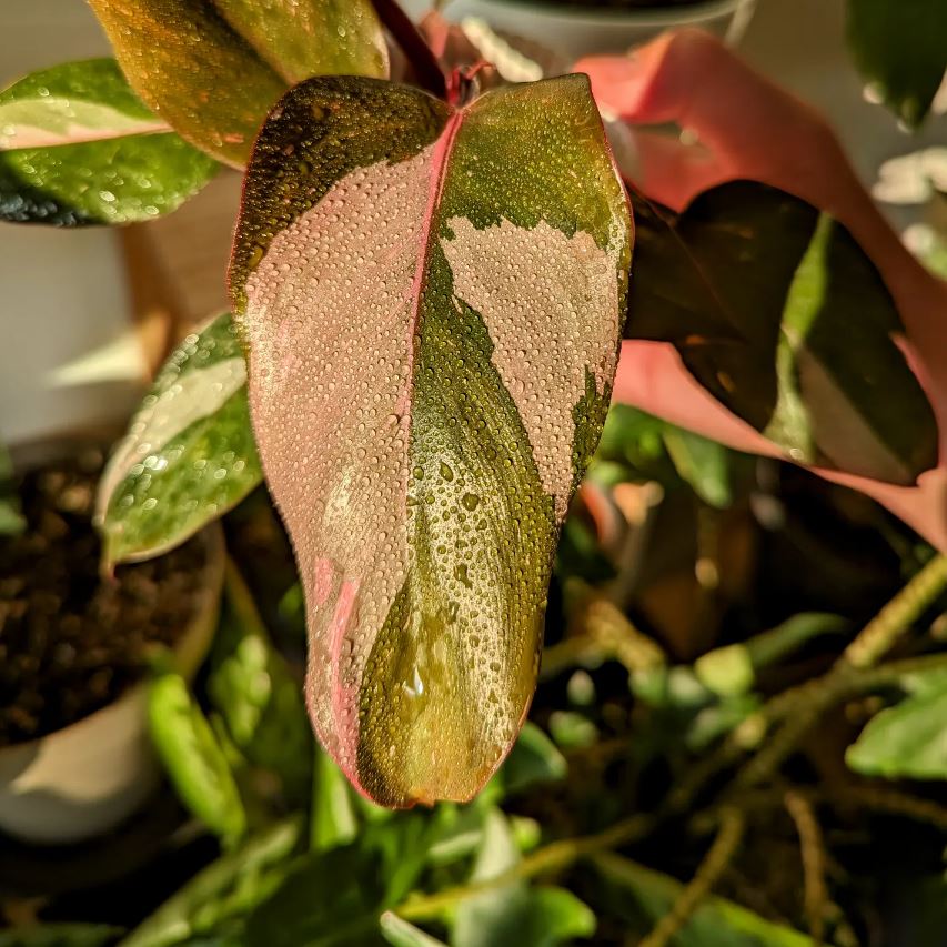 Philodendron