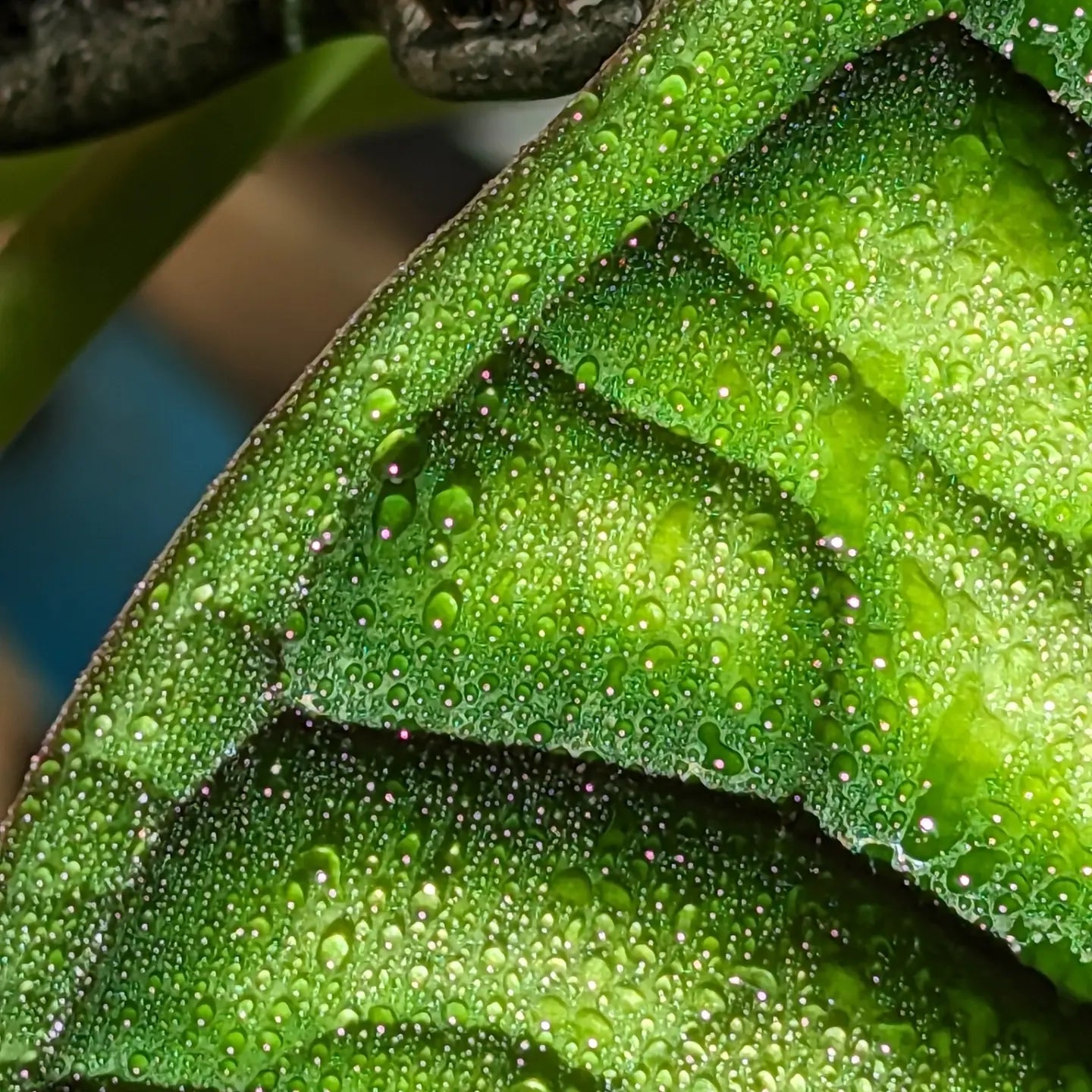 Alocasia
