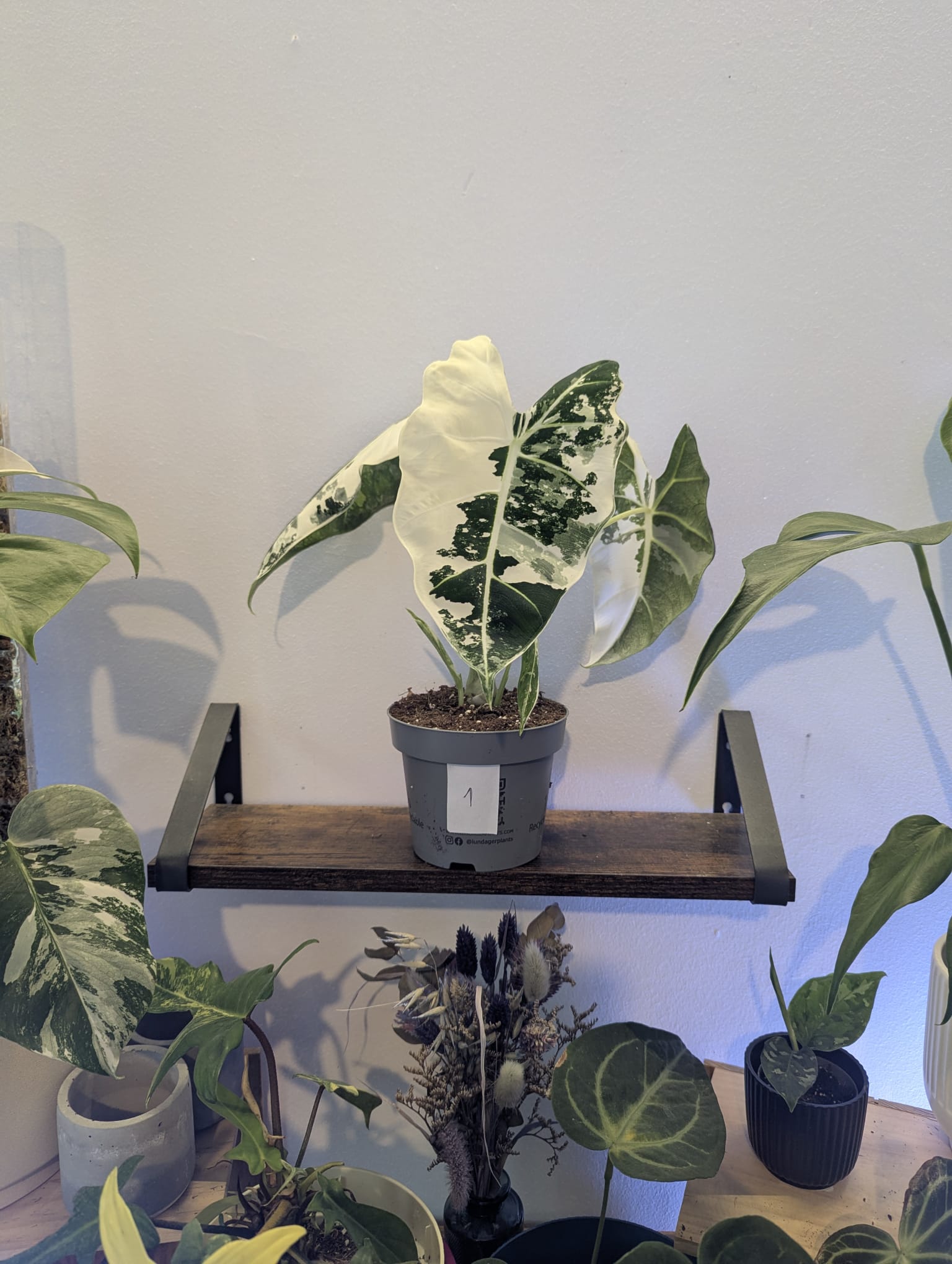 Alocasia Frydek Variegata