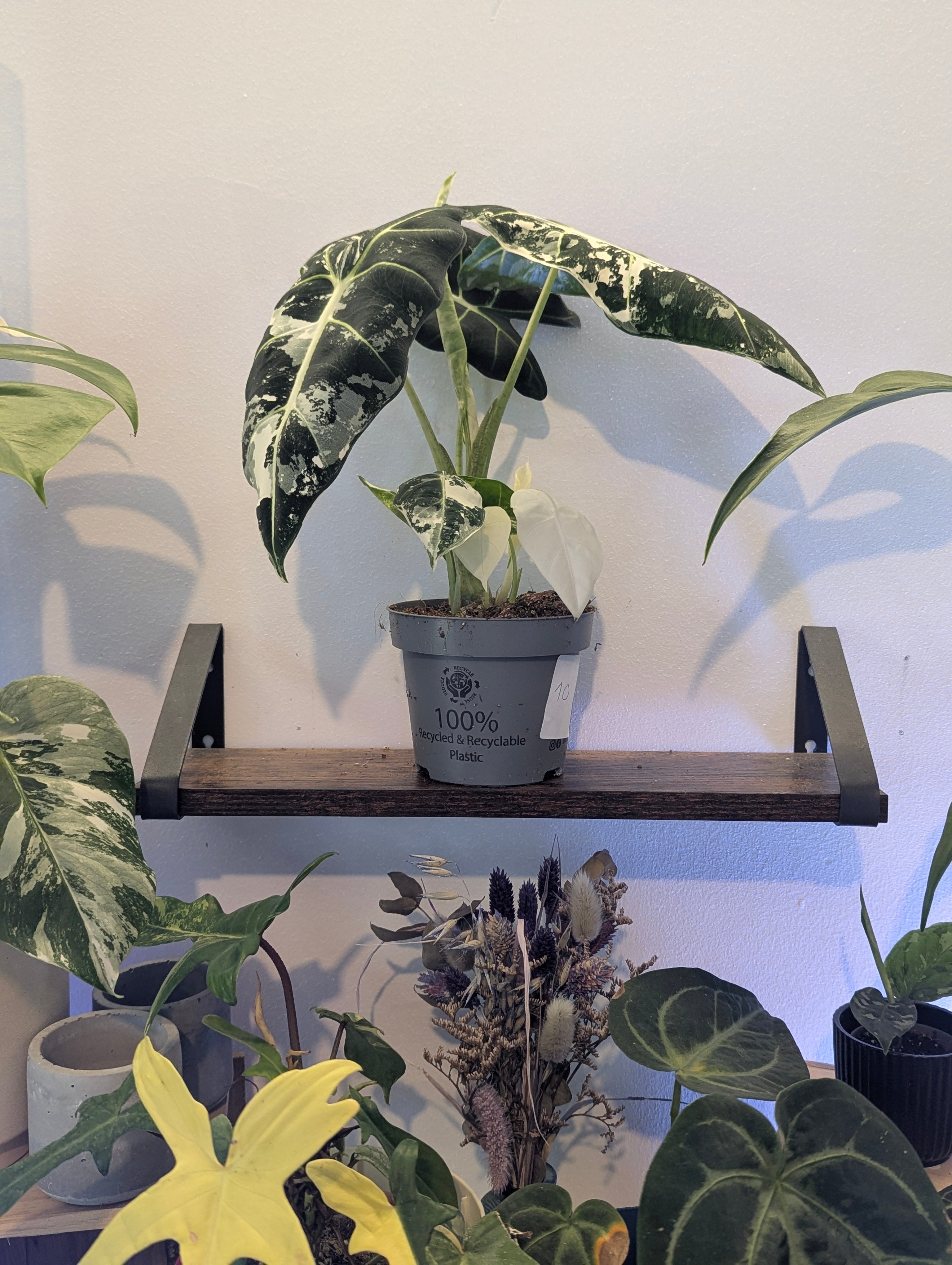 Alocasia Frydek Variegata