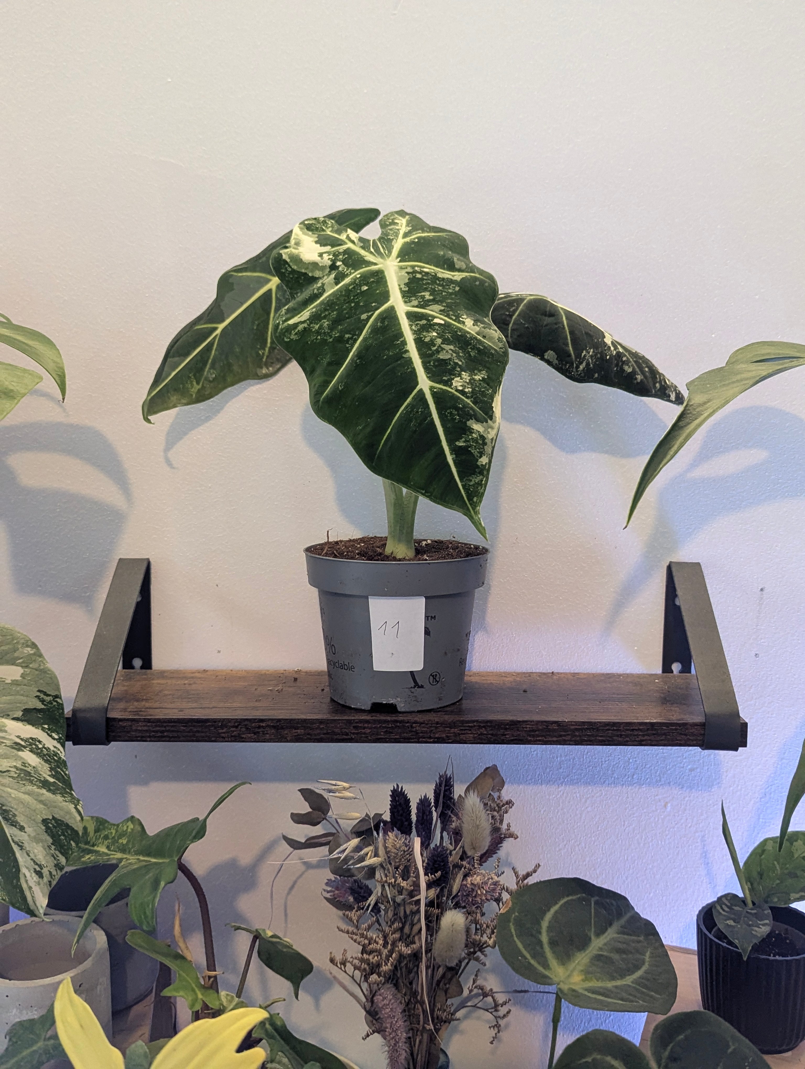 Alocasia Frydek Variegata