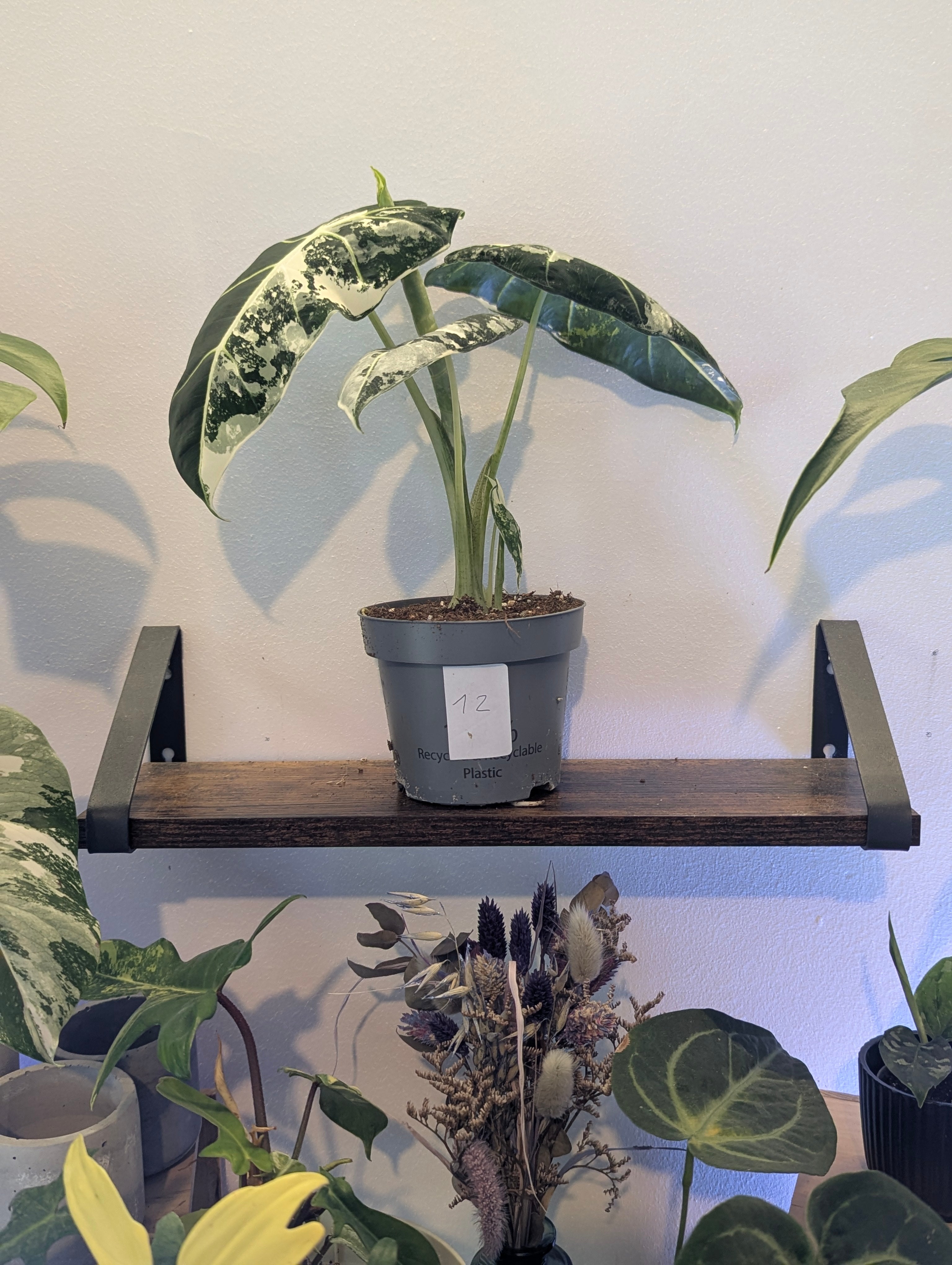 Alocasia Frydek Variegata