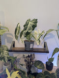 Alocasia Frydek Variegata
