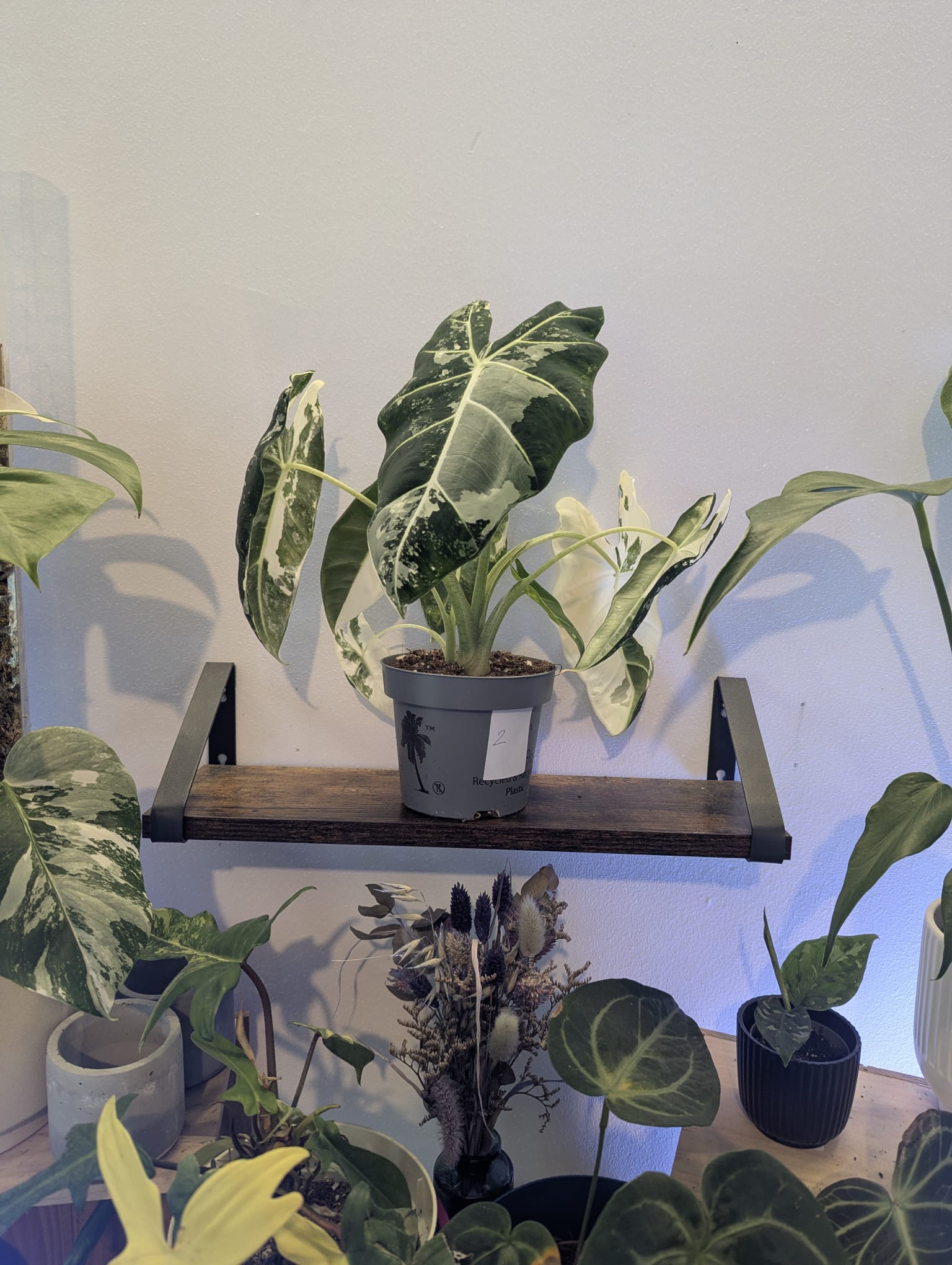 Alocasia Frydek Variegata