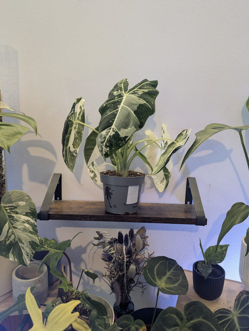 Alocasia Frydek Variegata