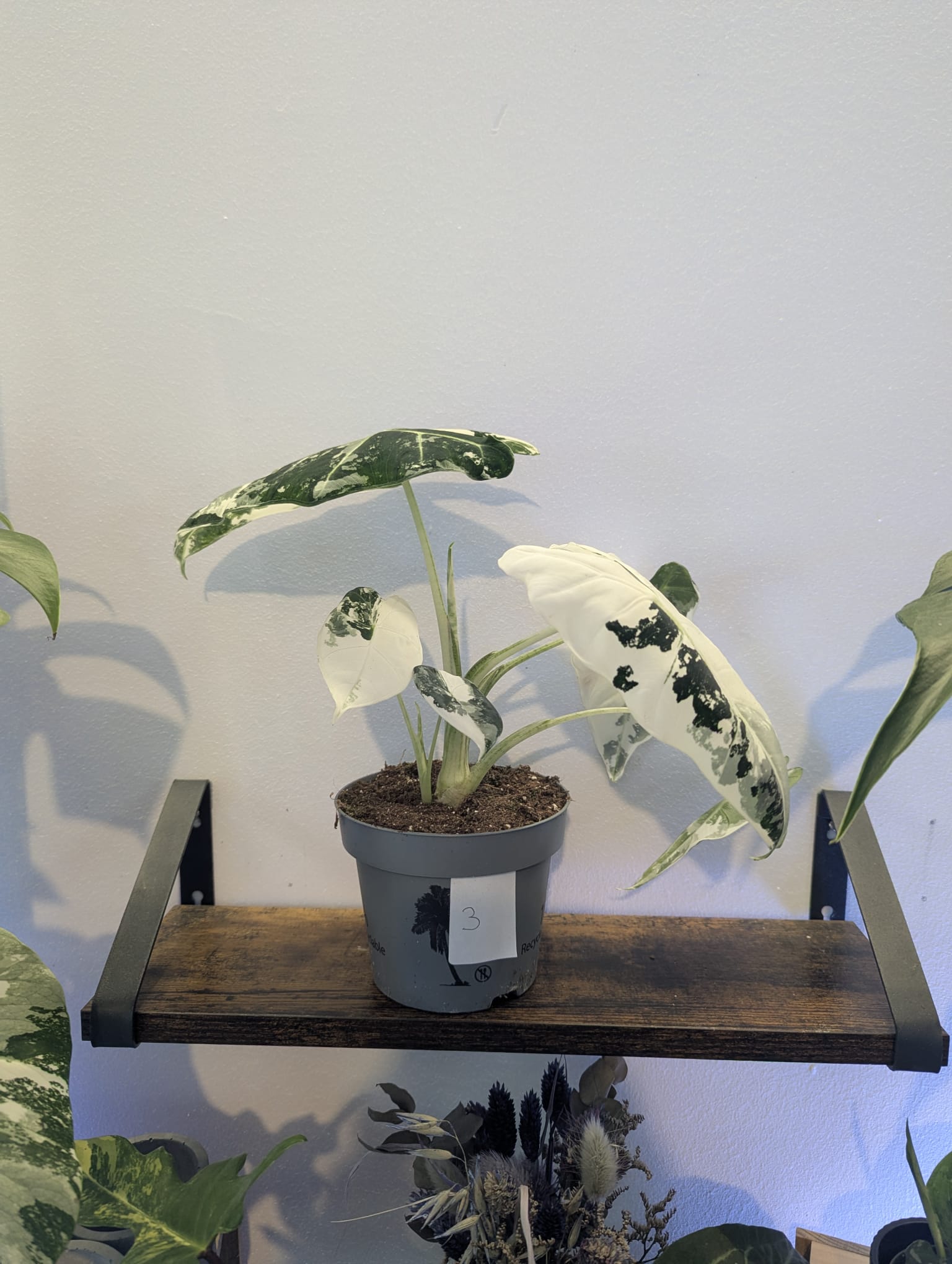 Alocasia Frydek Variegata