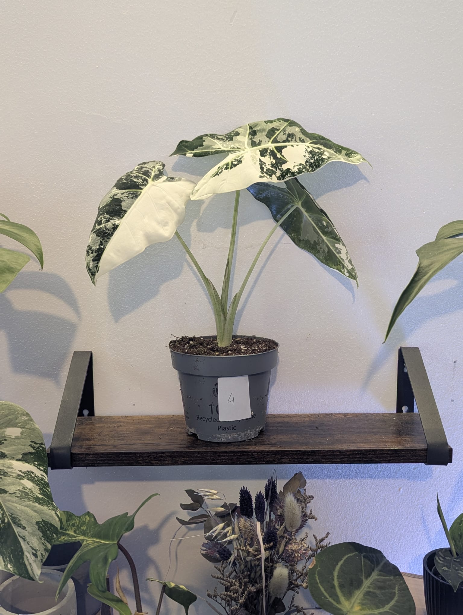 Alocasia Frydek Variegata