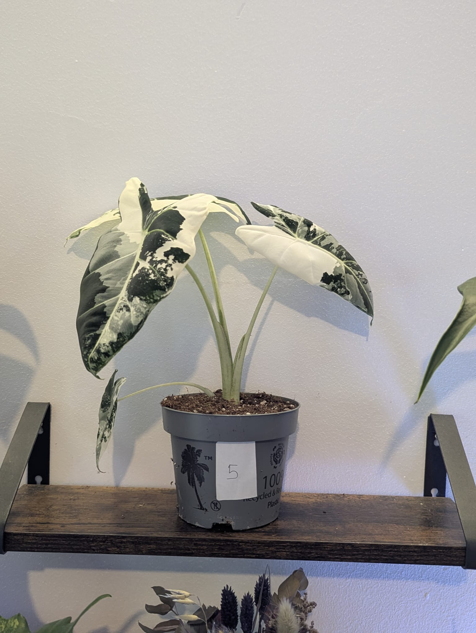 Alocasia Frydek Variegata