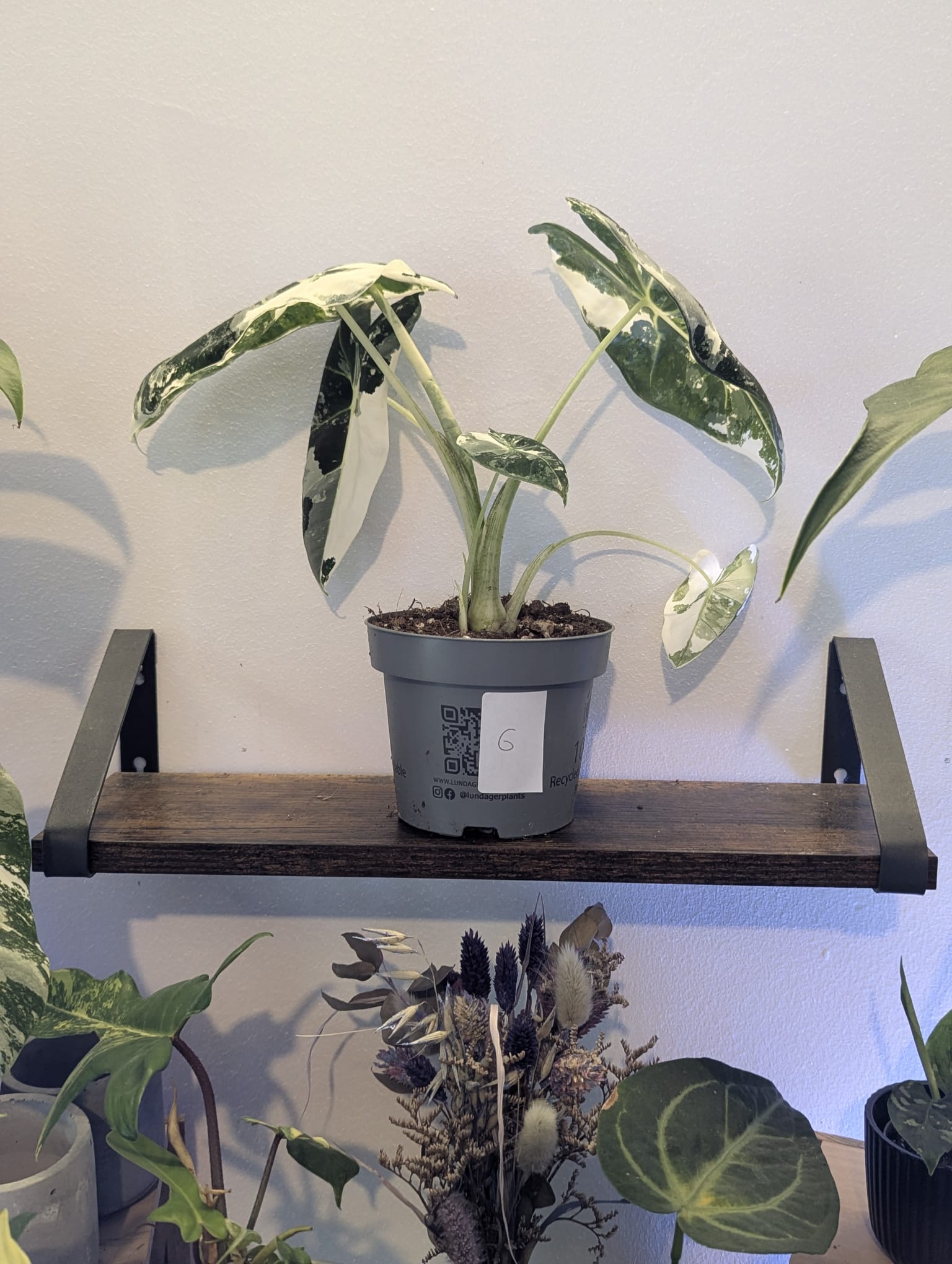 Alocasia Frydek Variegata