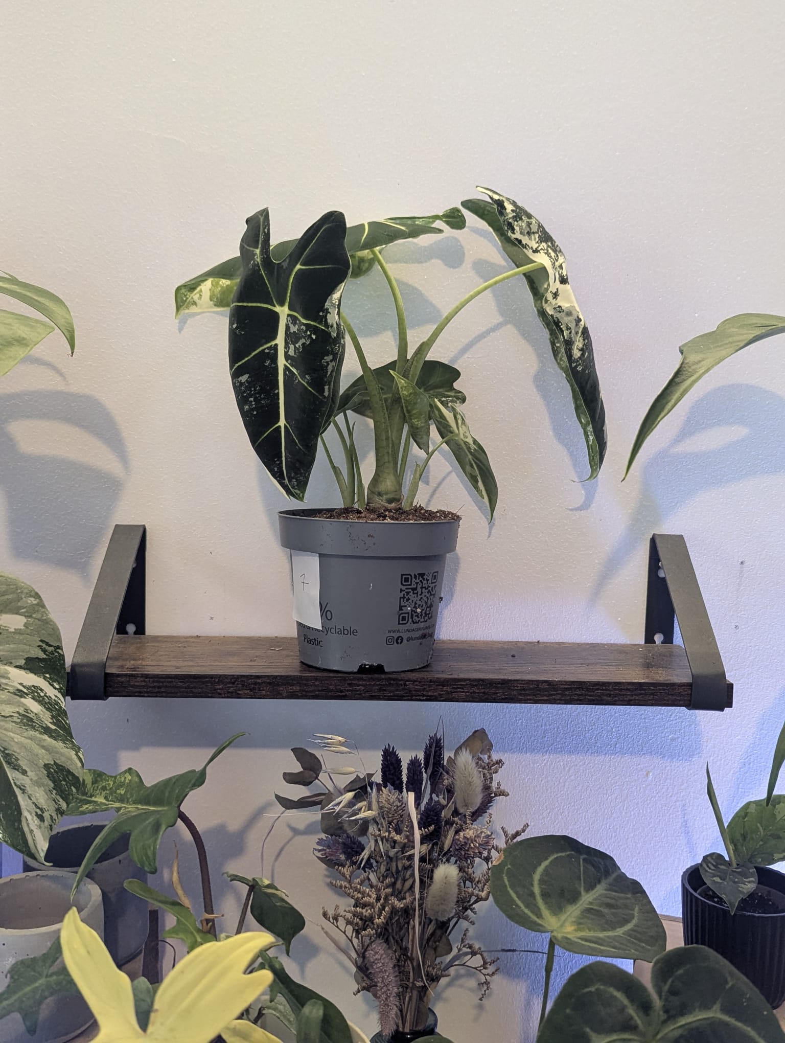 Alocasia Frydek Variegata