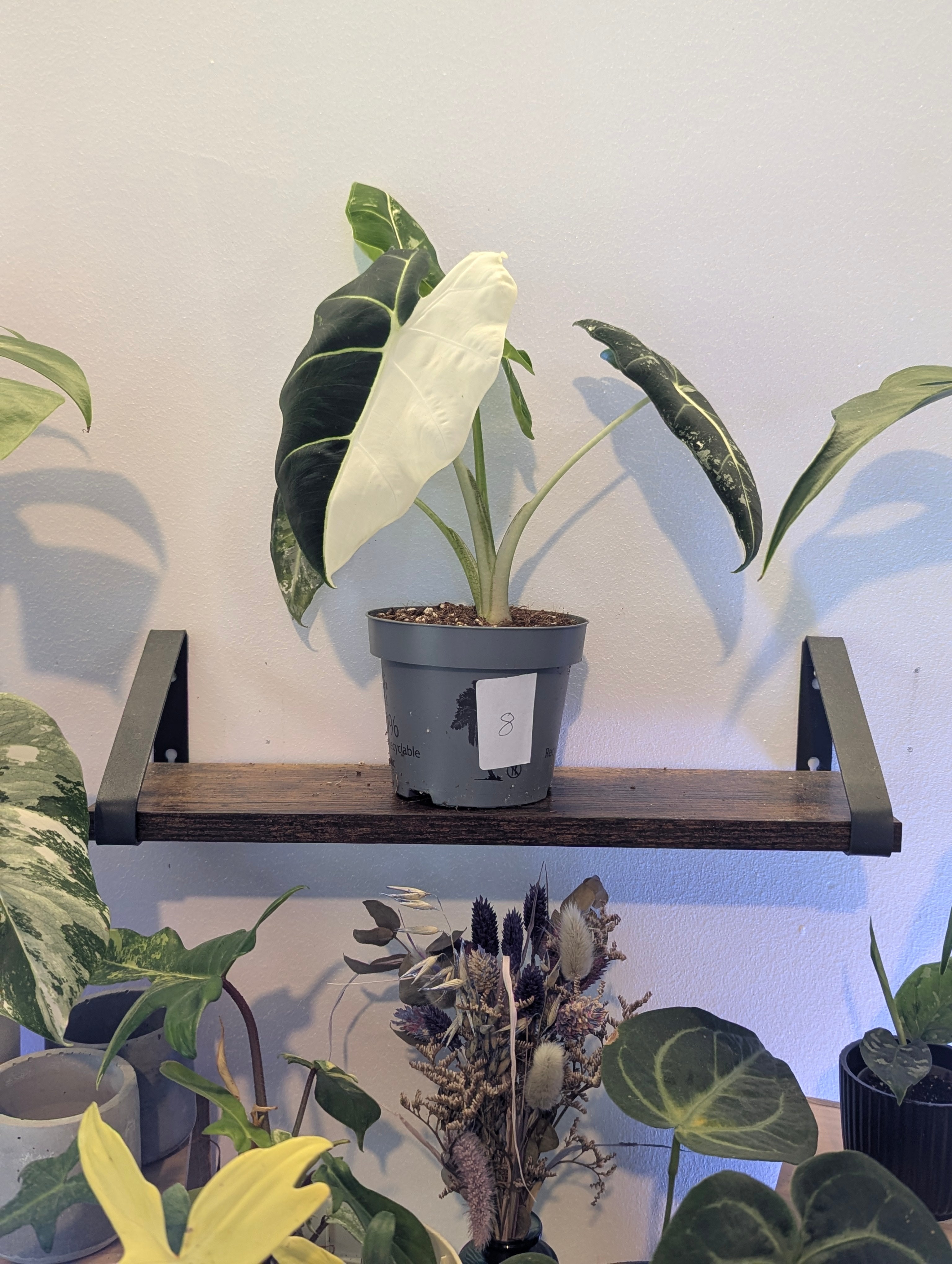 Alocasia Frydek Variegata