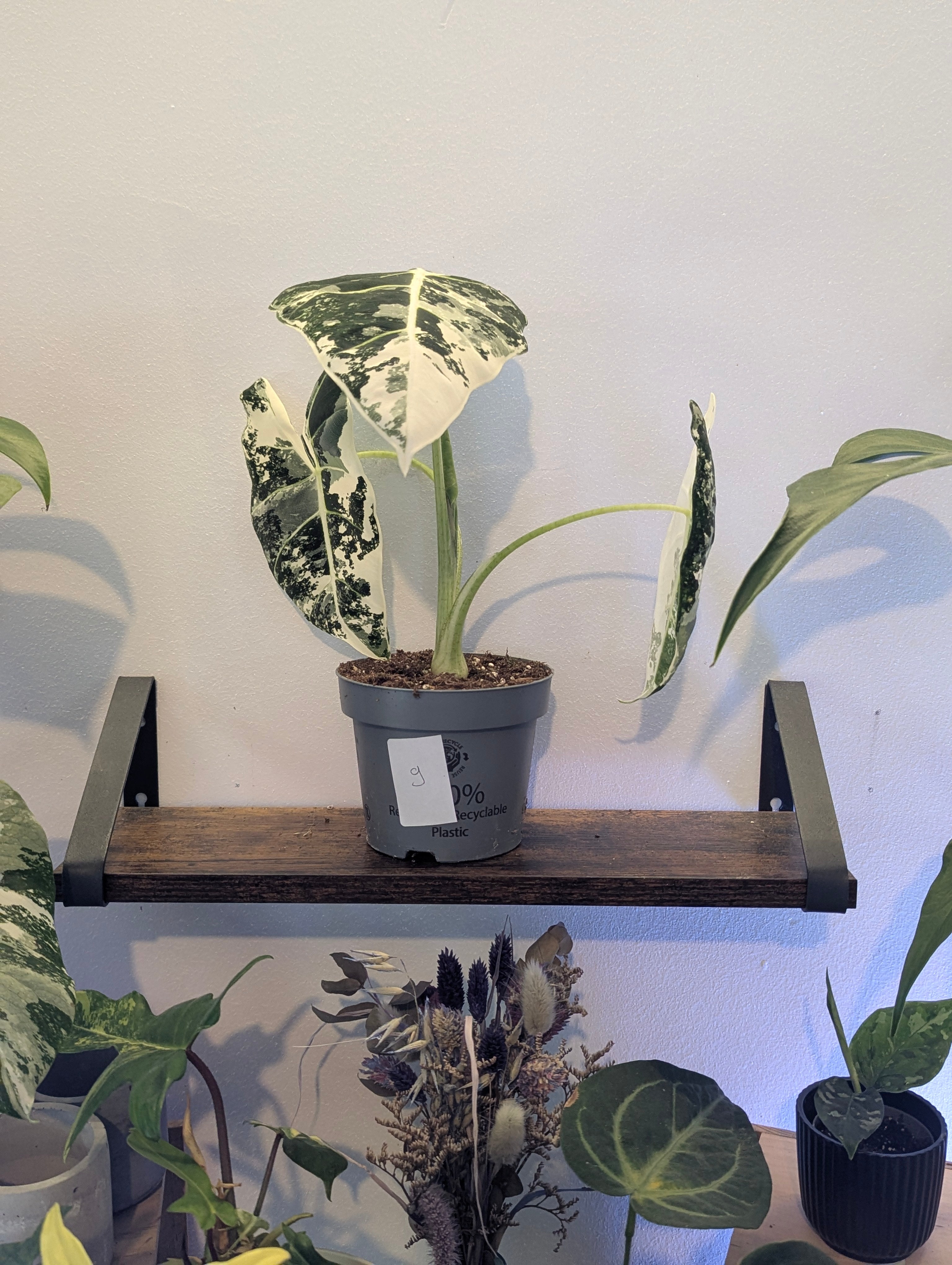 Alocasia Frydek Variegata