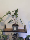 Alocasia Jacklyn