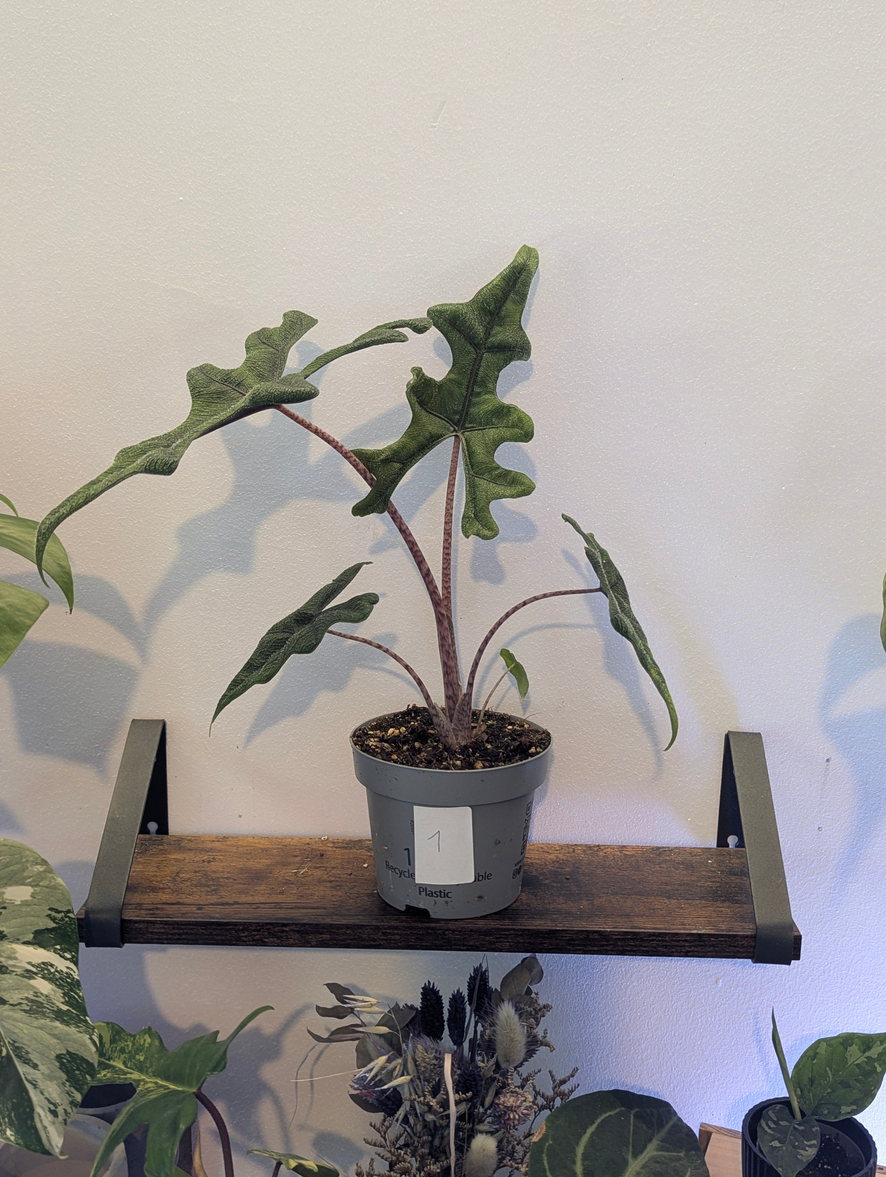 Alocasia Jacklyn
