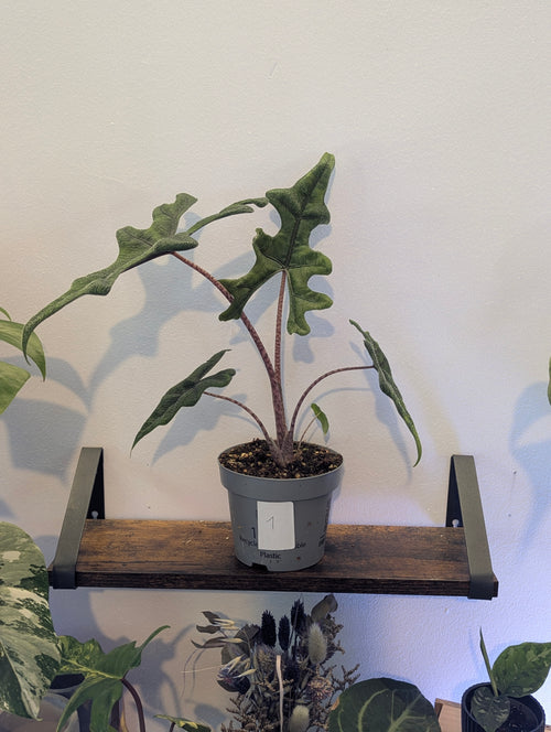 Alocasia Jacklyn