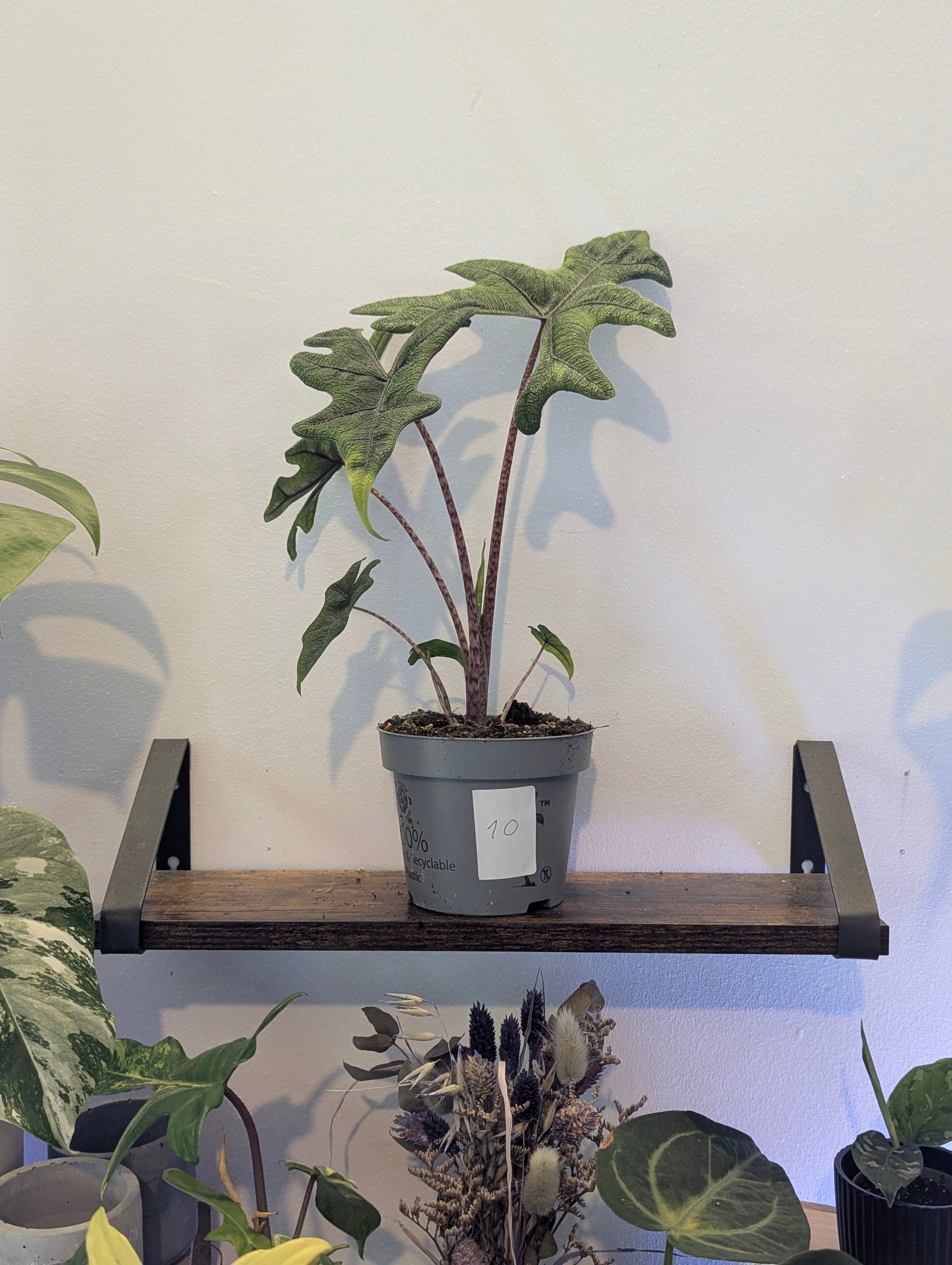 Alocasia Jacklyn