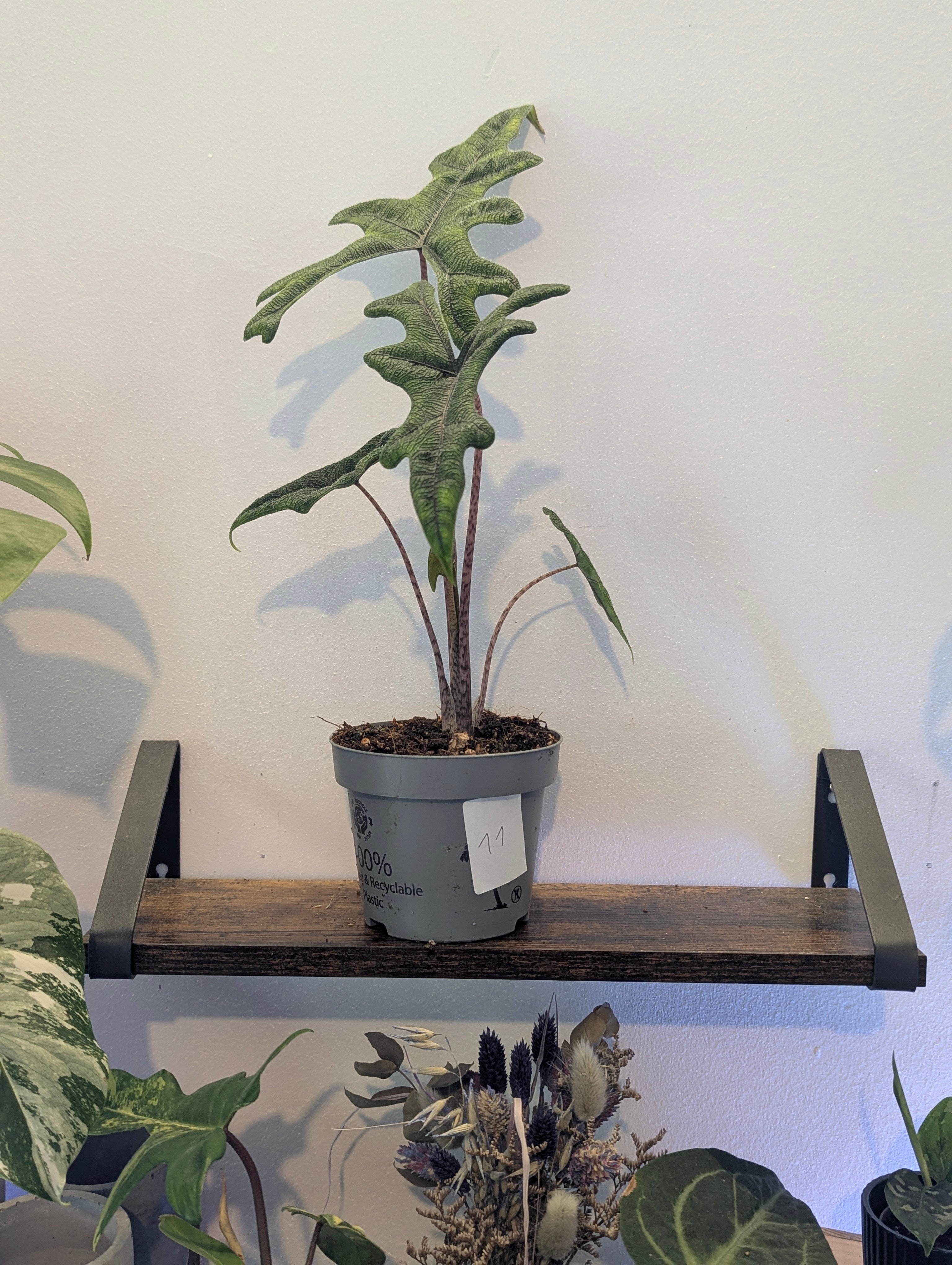 Alocasia Jacklyn