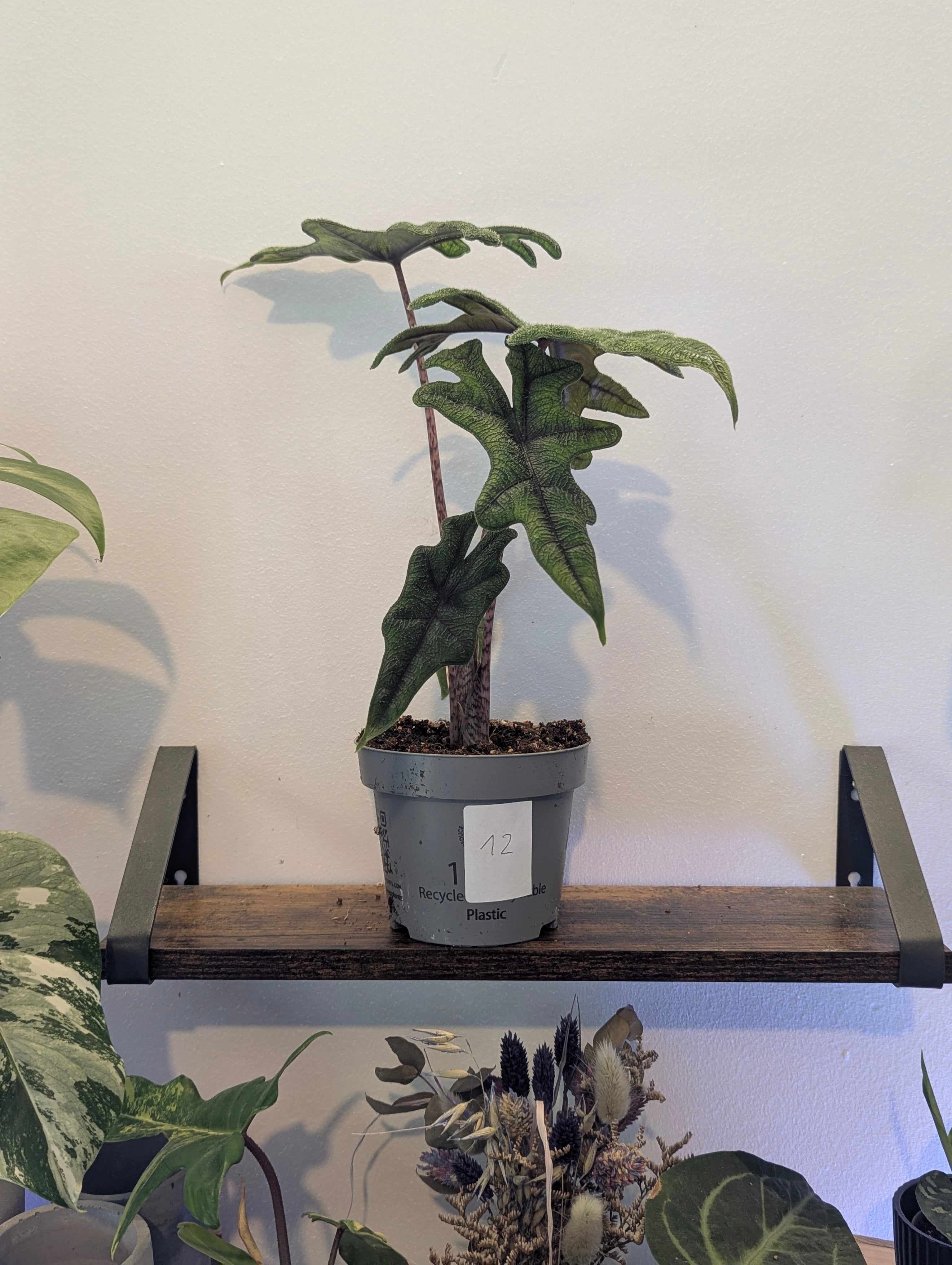 Alocasia Jacklyn
