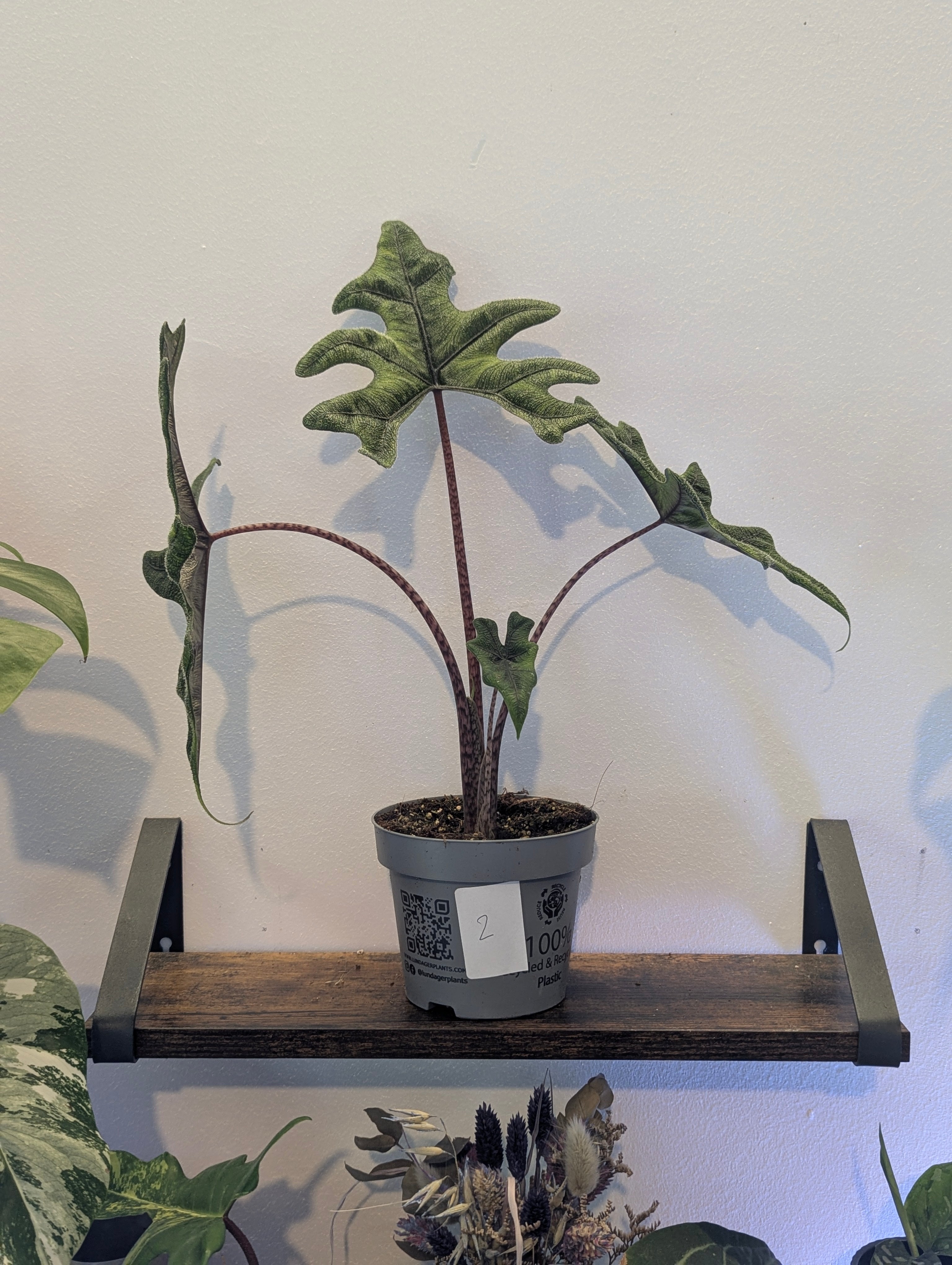 Alocasia Jacklyn