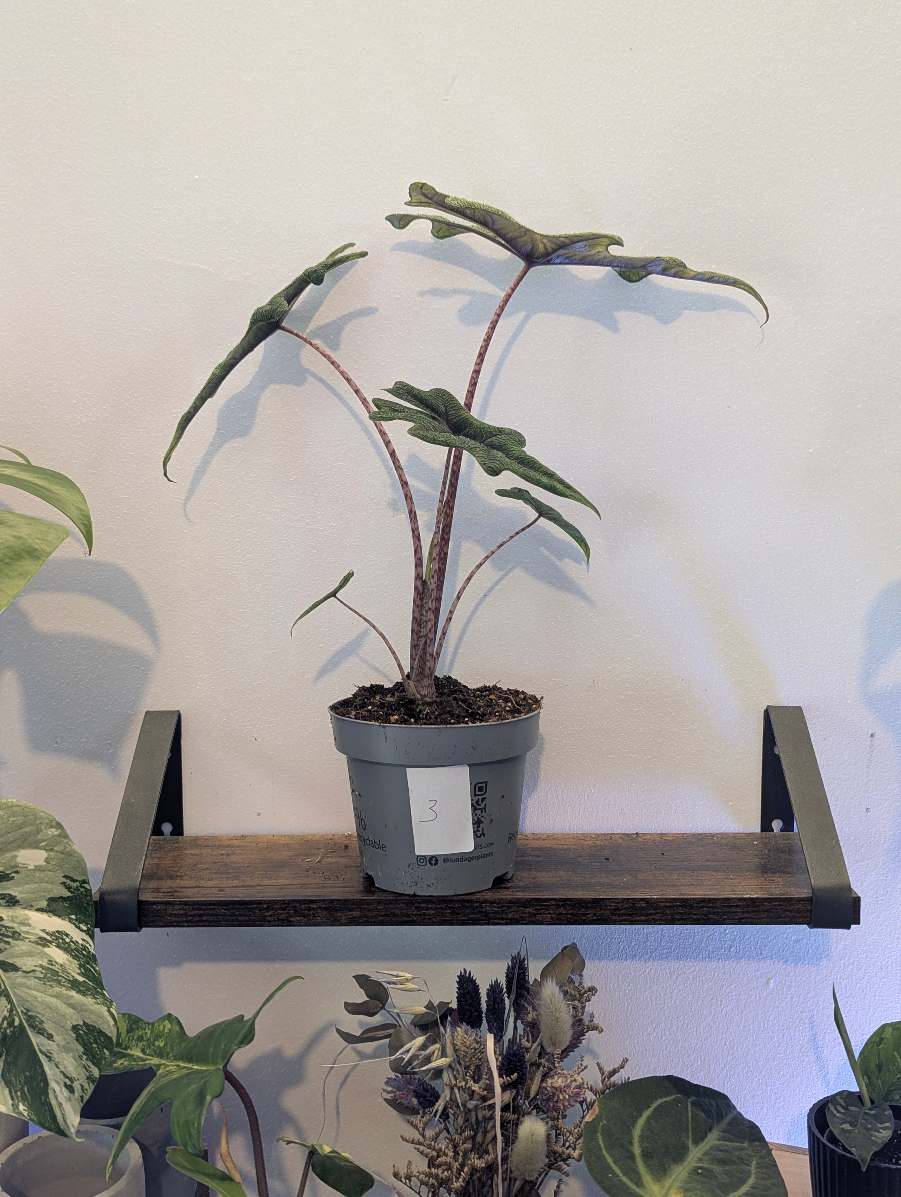 Alocasia Jacklyn
