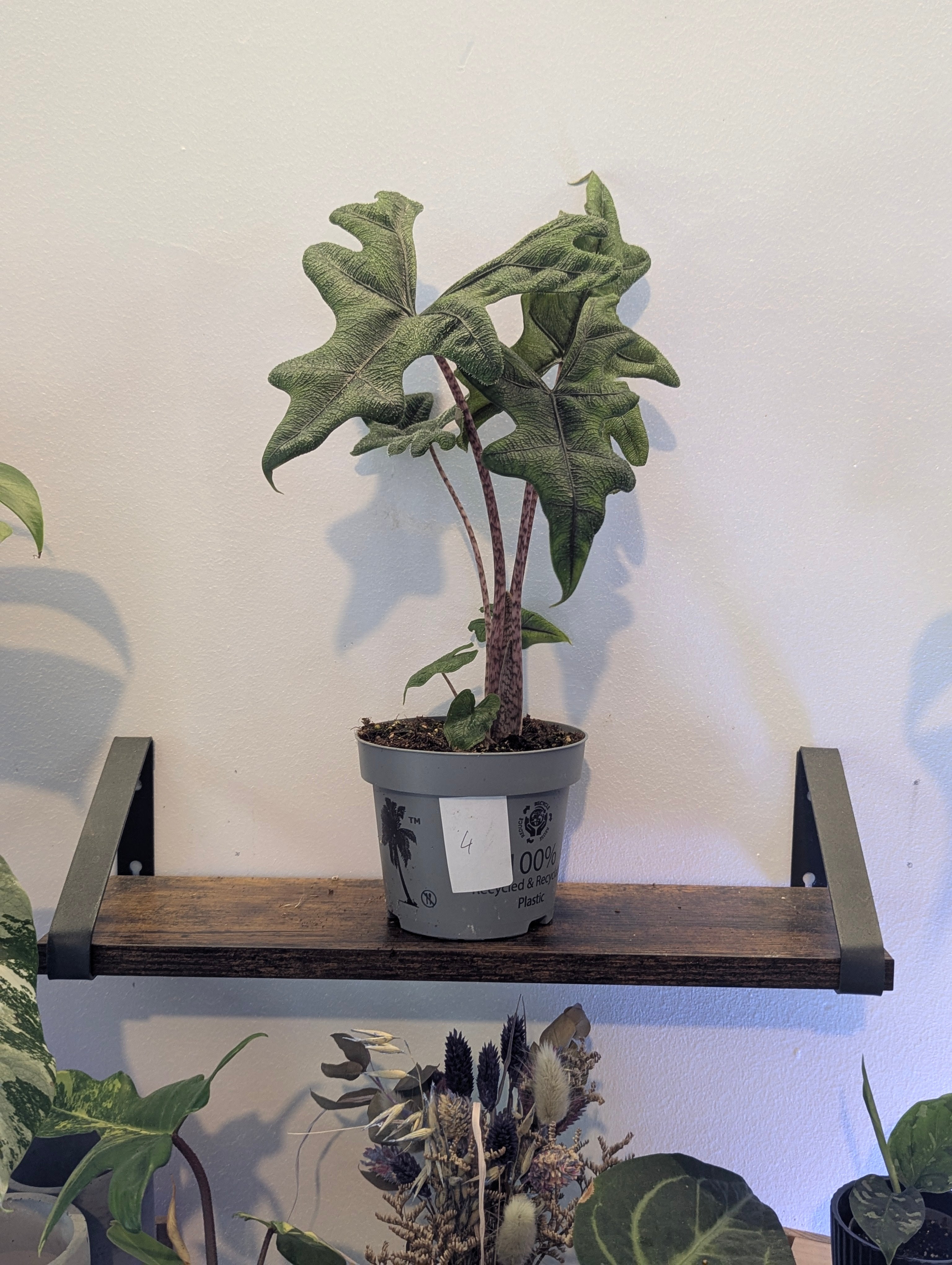 Alocasia Jacklyn