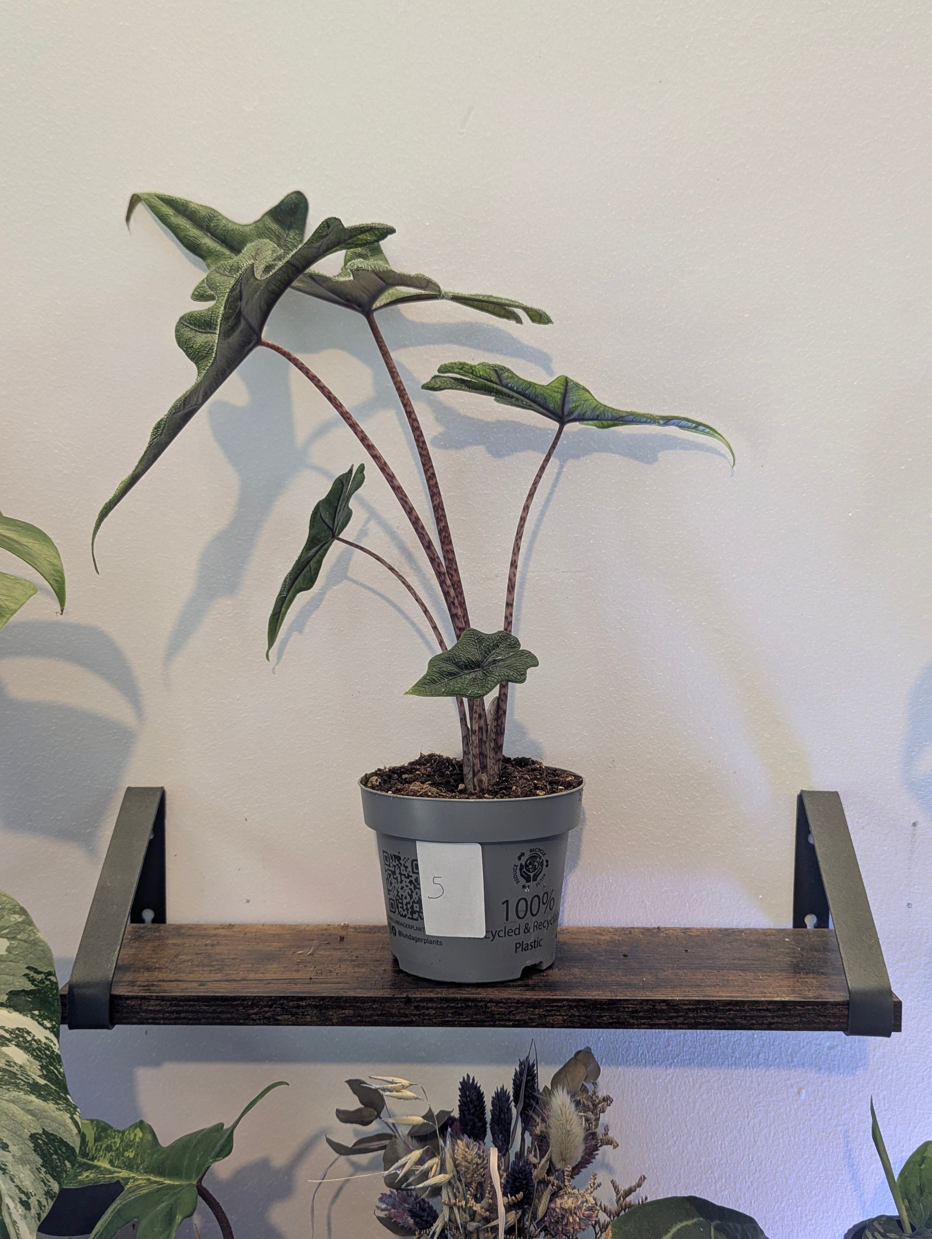 Alocasia Jacklyn