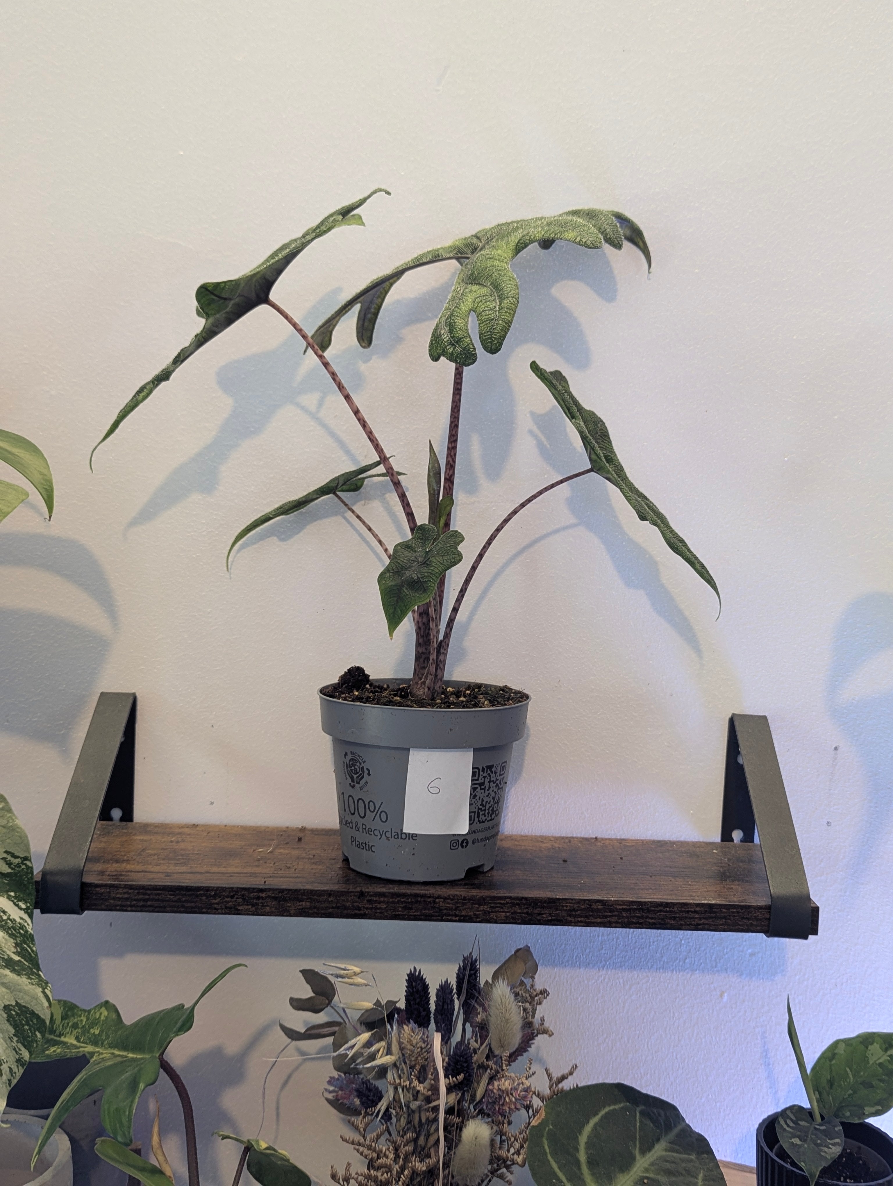Alocasia Jacklyn