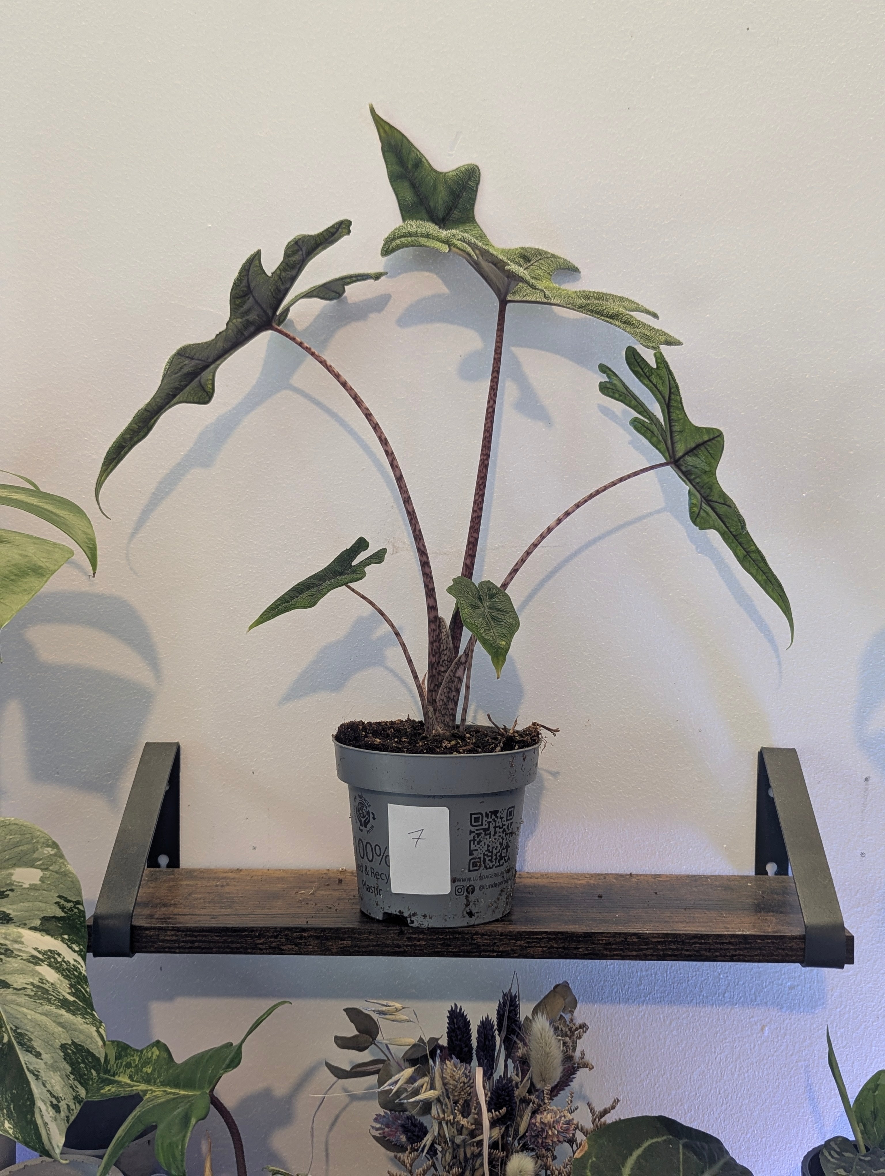 Alocasia Jacklyn