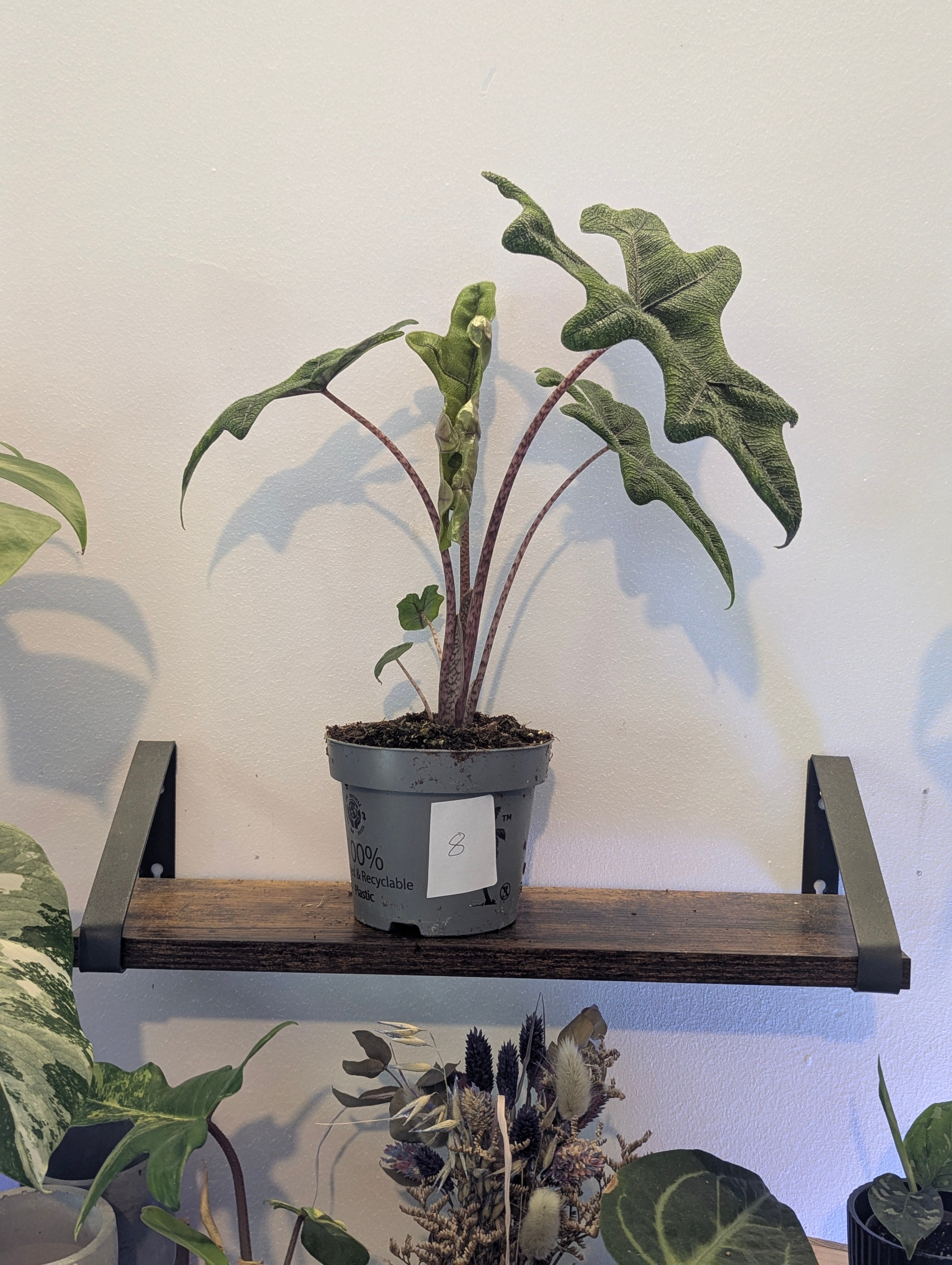 Alocasia Jacklyn