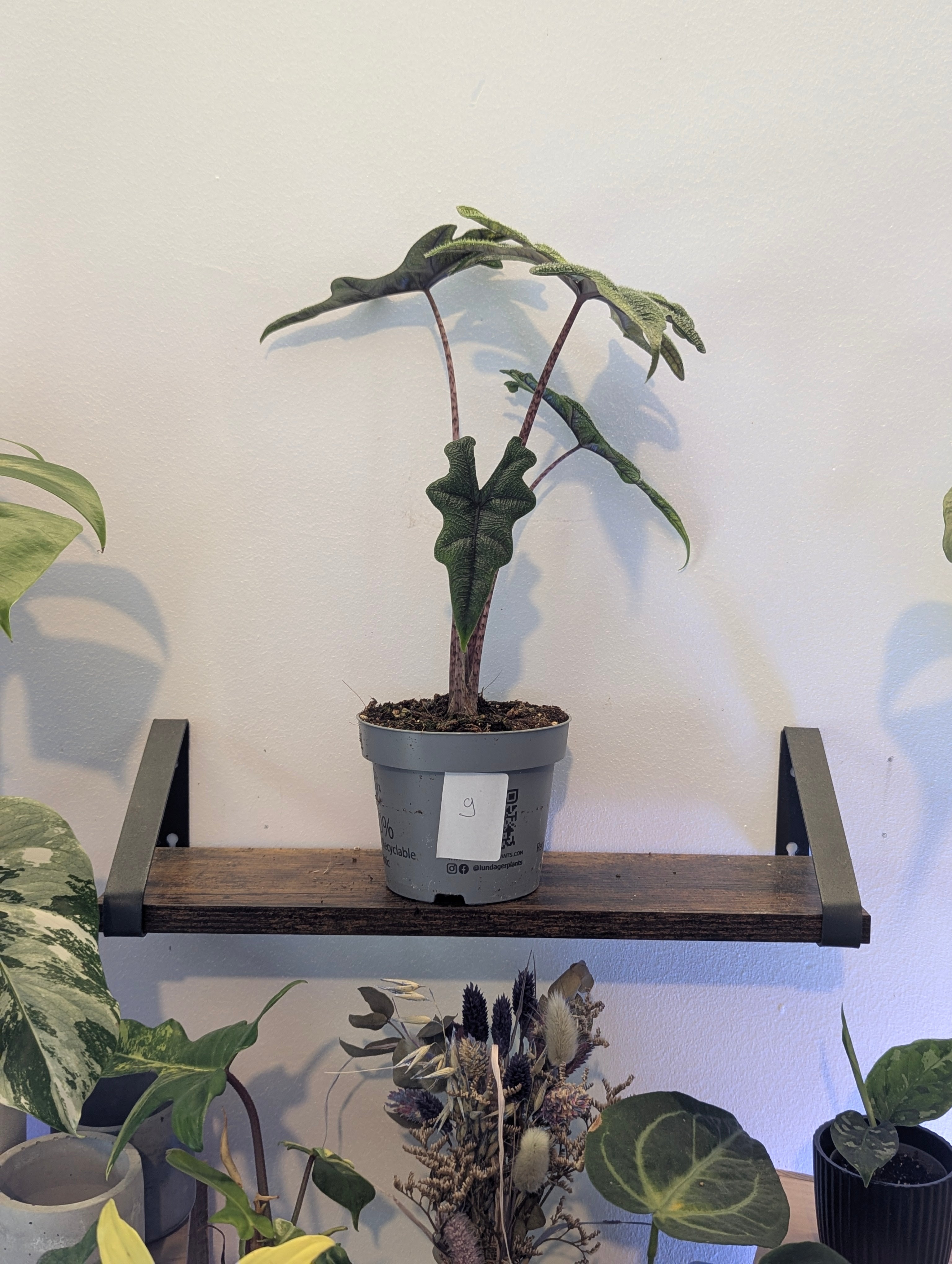 Alocasia Jacklyn