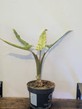 Alocasia Lauterbachiana Variegata