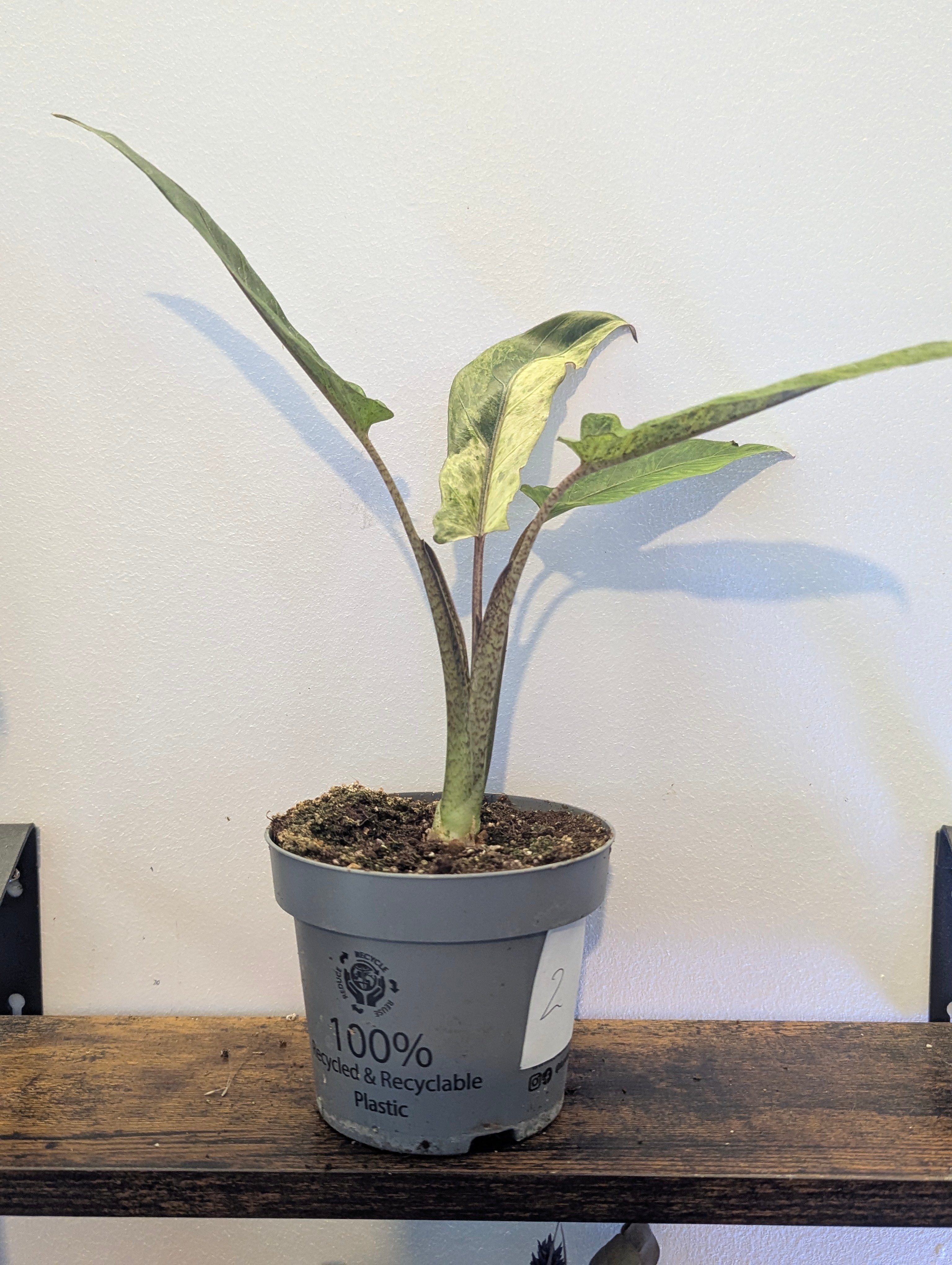 Alocasia Lauterbachiana Variegata
