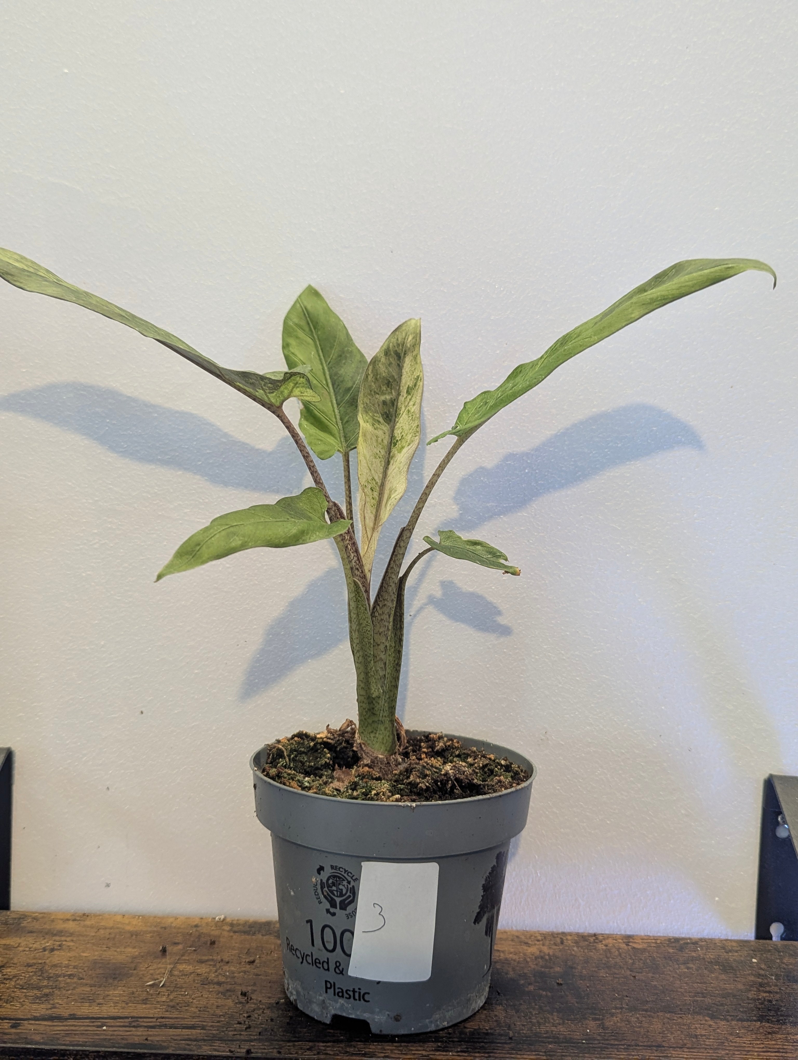 Alocasia Lauterbachiana Variegata