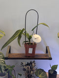 Anthurium Warocqueanum