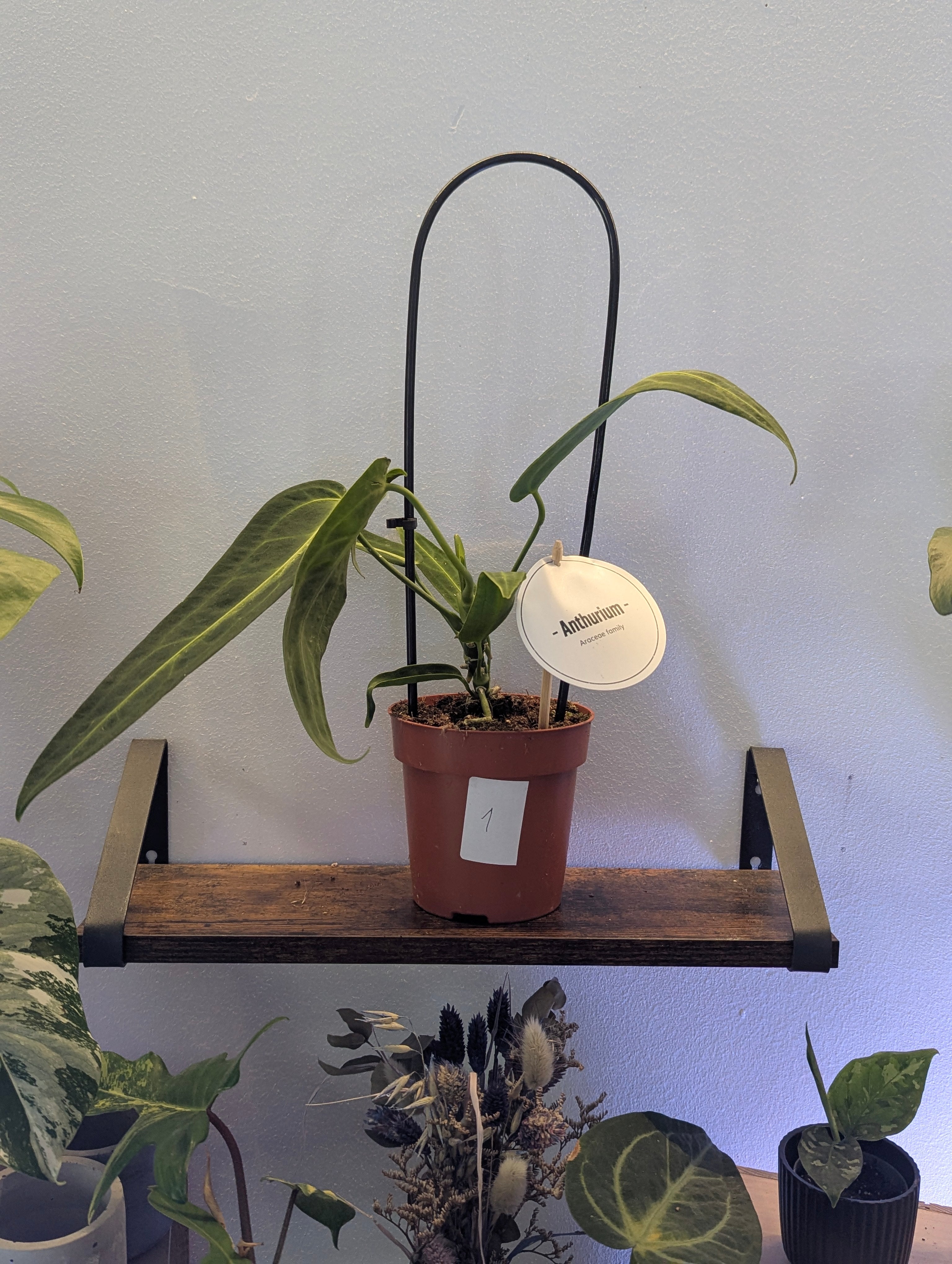Anthurium Warocqueanum