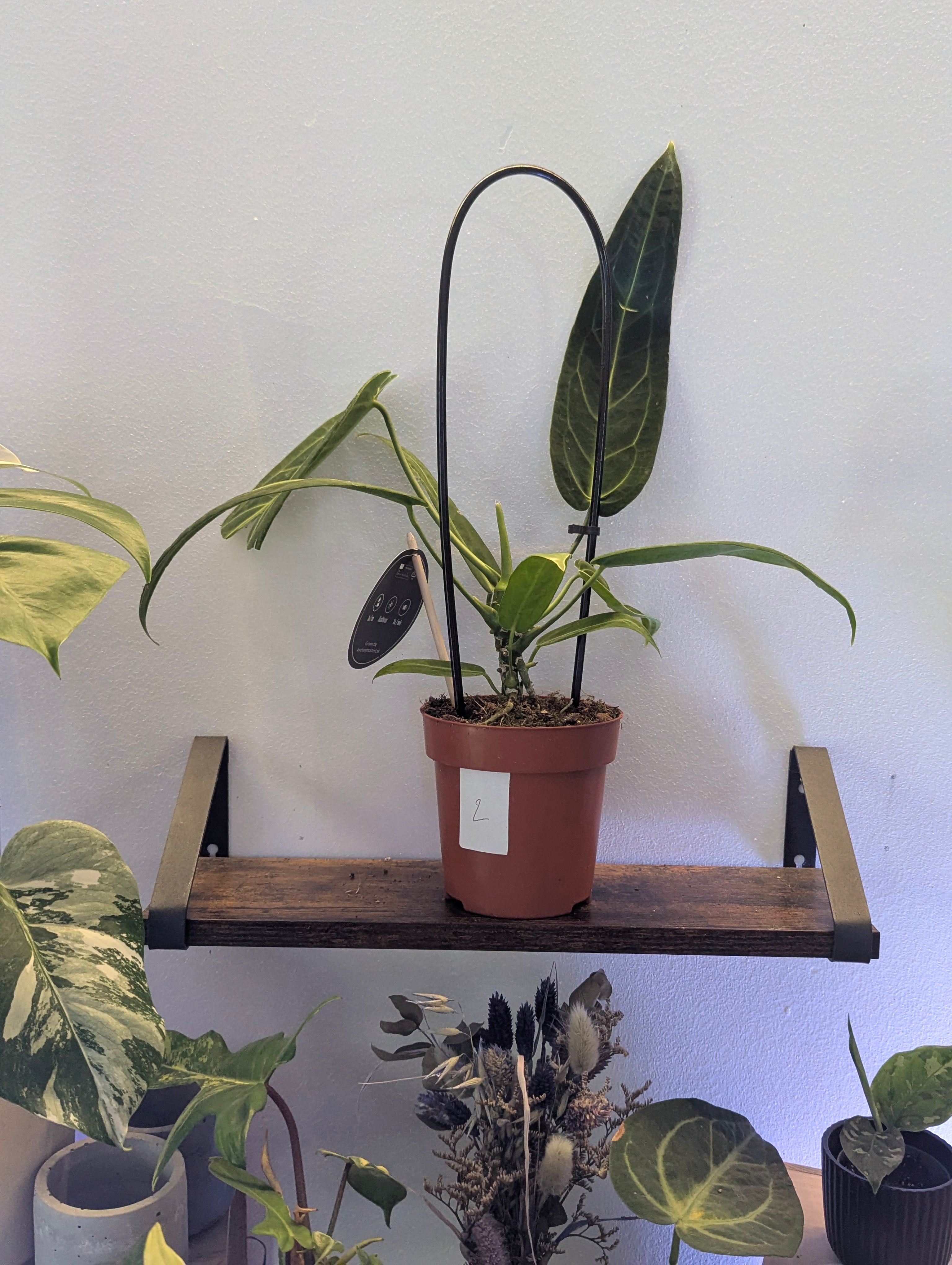 Anthurium Warocqueanum