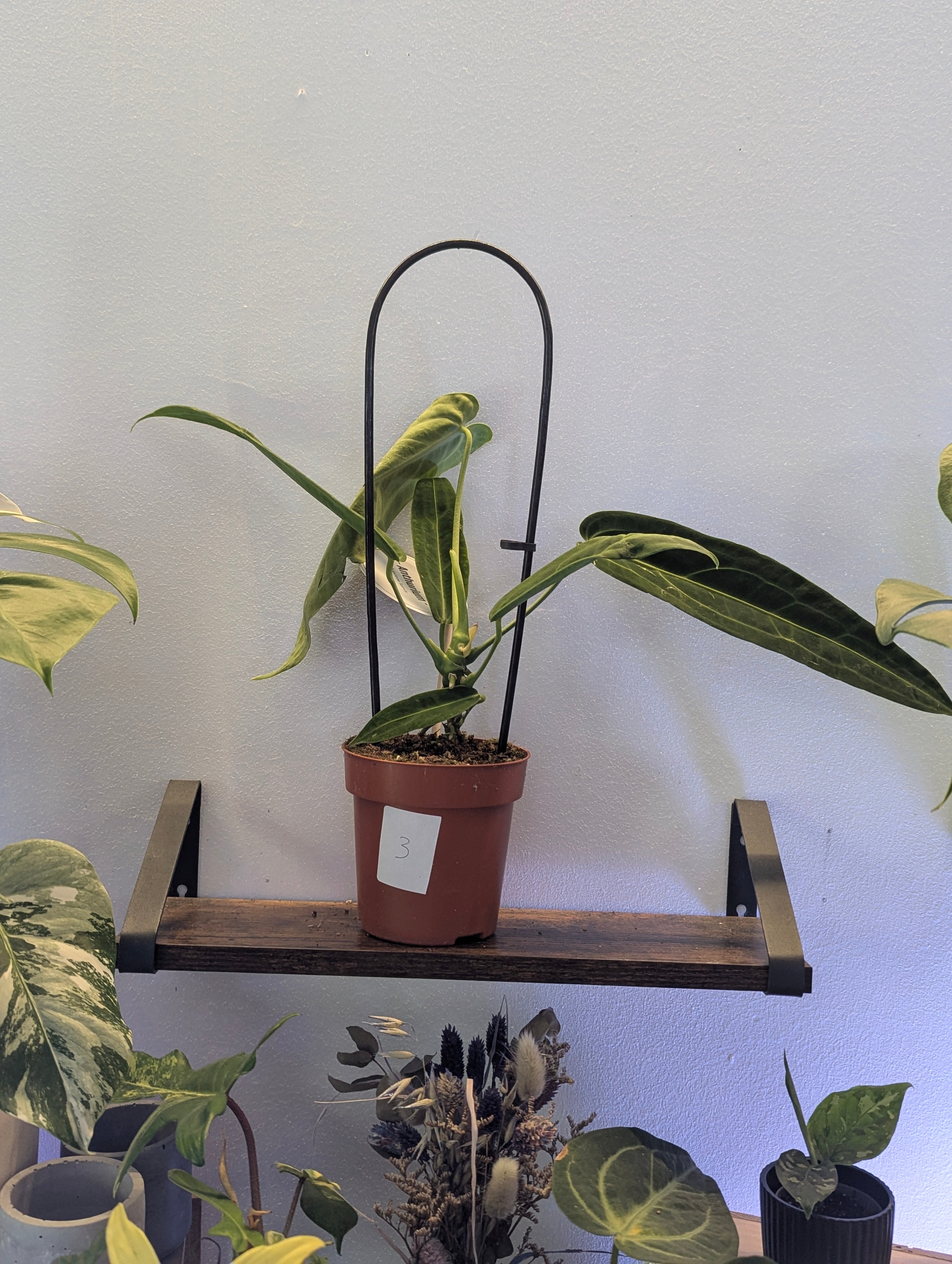 Anthurium Warocqueanum