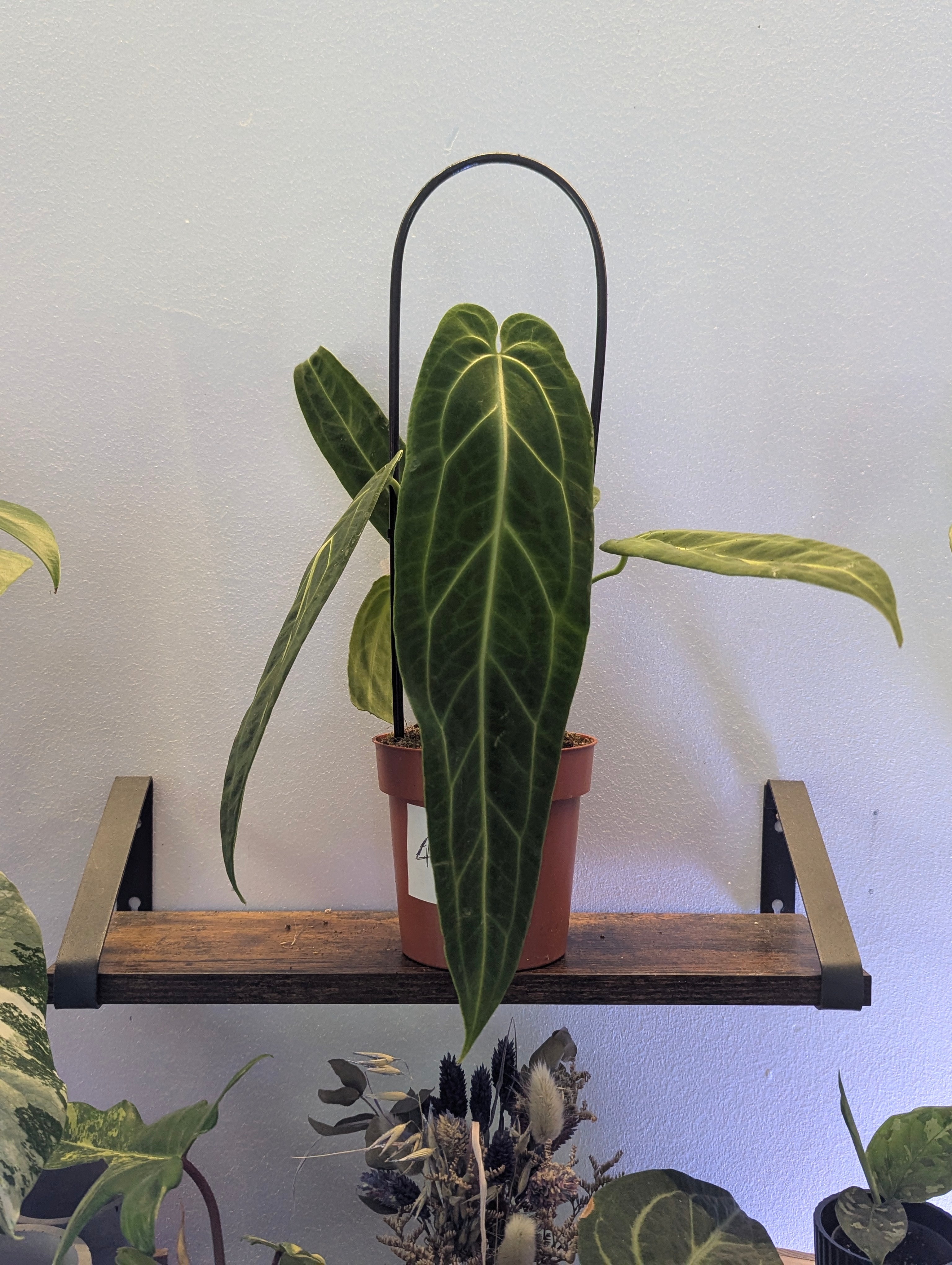 Anthurium Warocqueanum