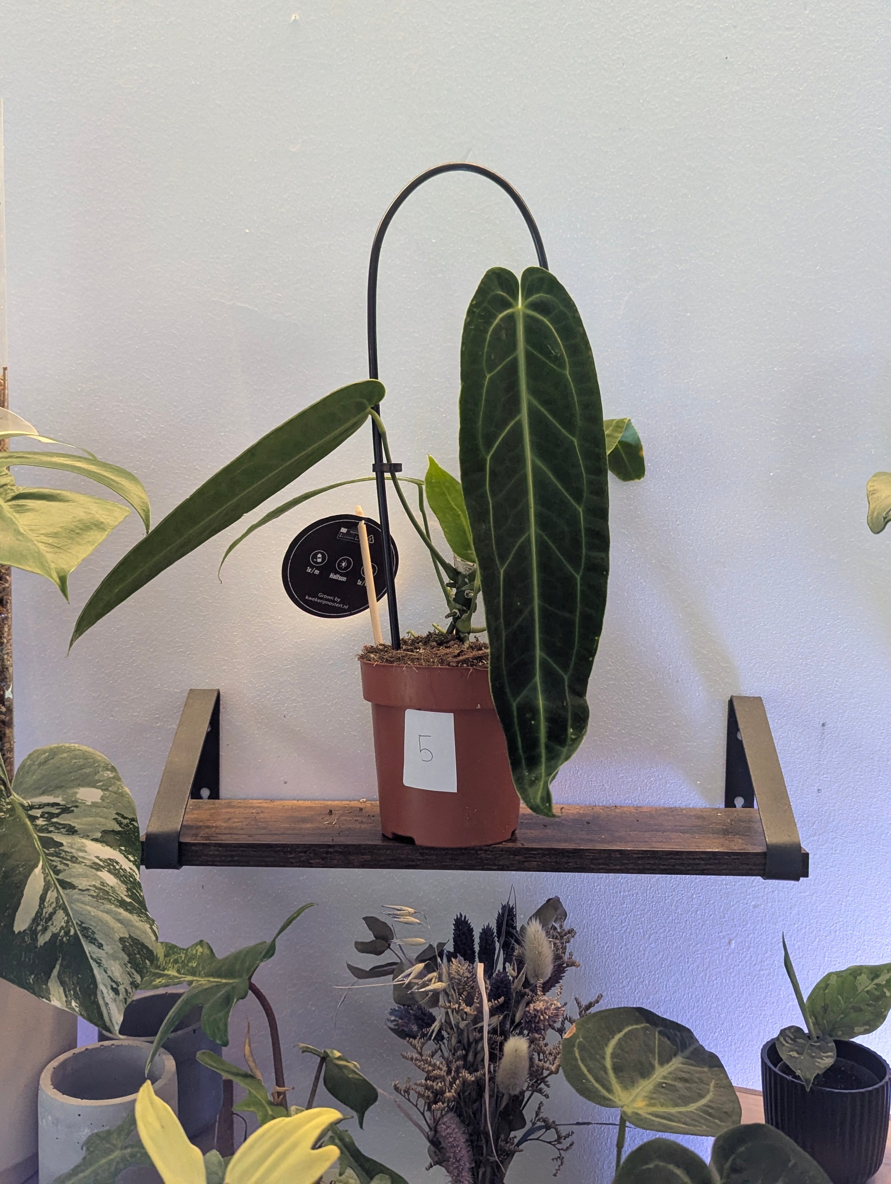 Anthurium Warocqueanum