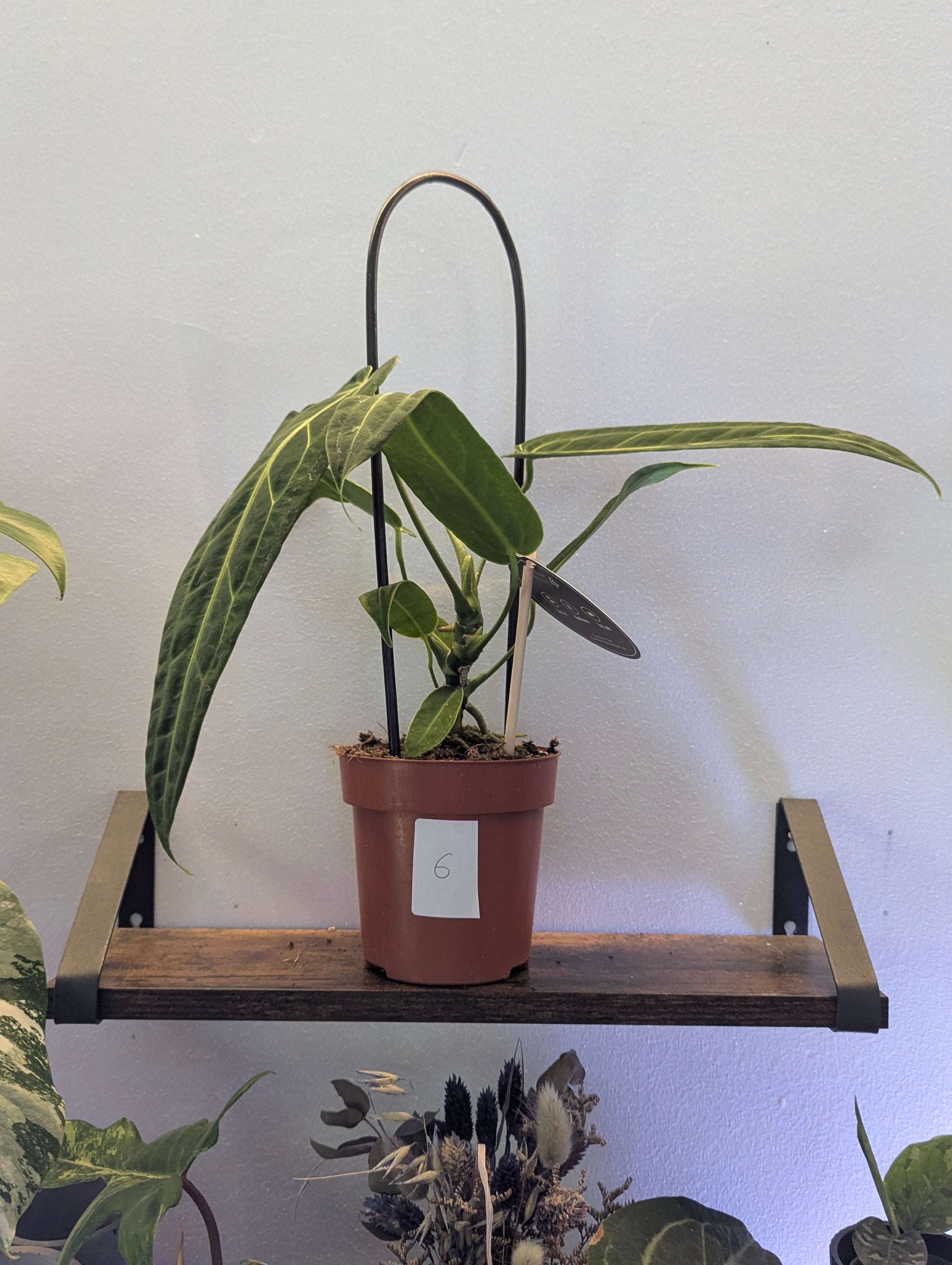 Anthurium Warocqueanum