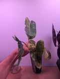 Philodendron Burle Marx Variegata