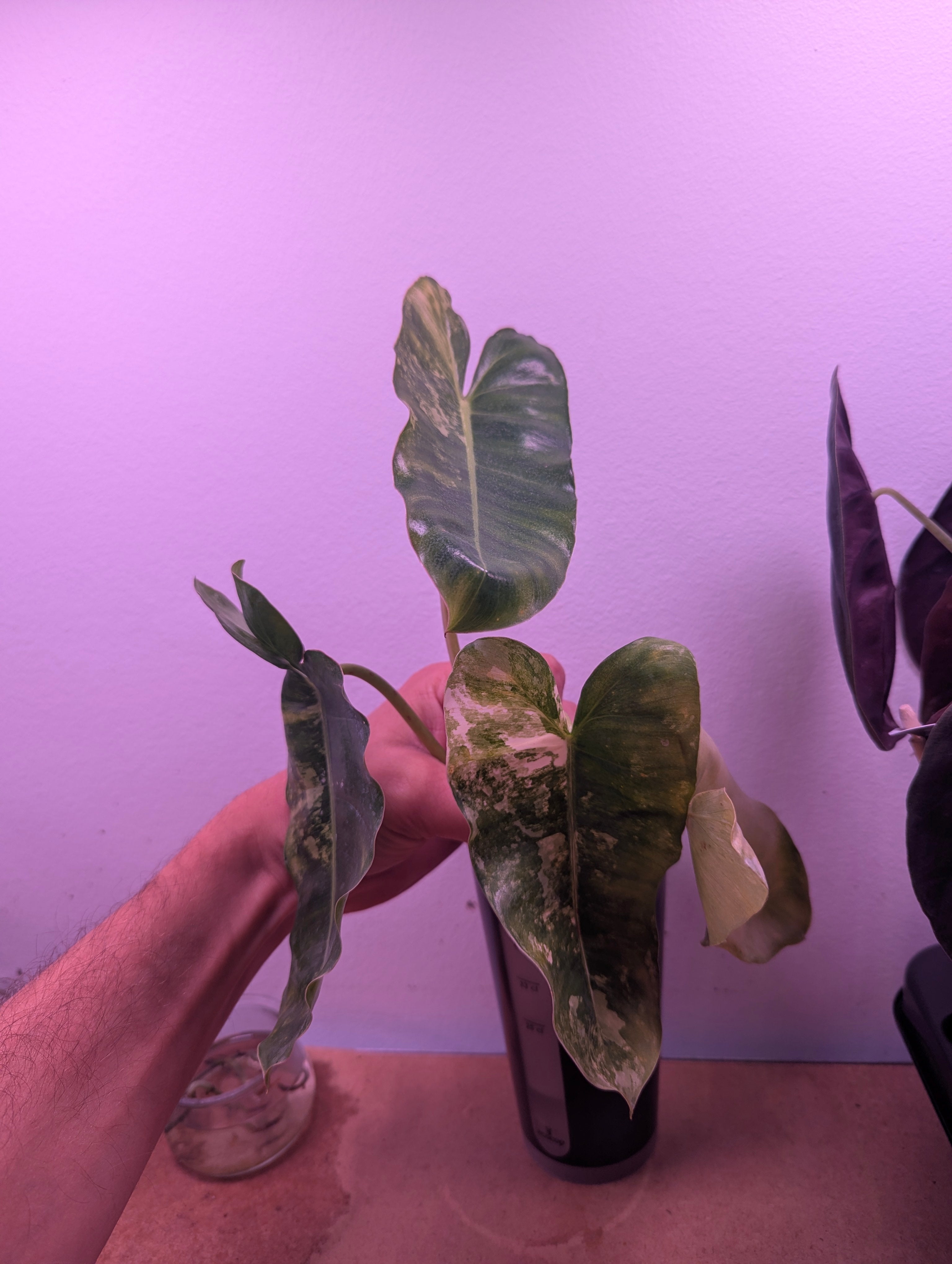 Philodendron Burle Marx Variegata