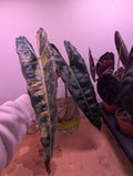 Philodendron Billietiae Variegata