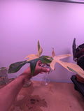 Bouture Philodendron Florida Beauty