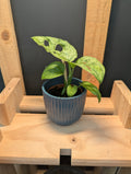 Monstera Adansonii Mint Baby