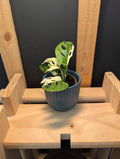 Monstera Adansonii Variegata Baby