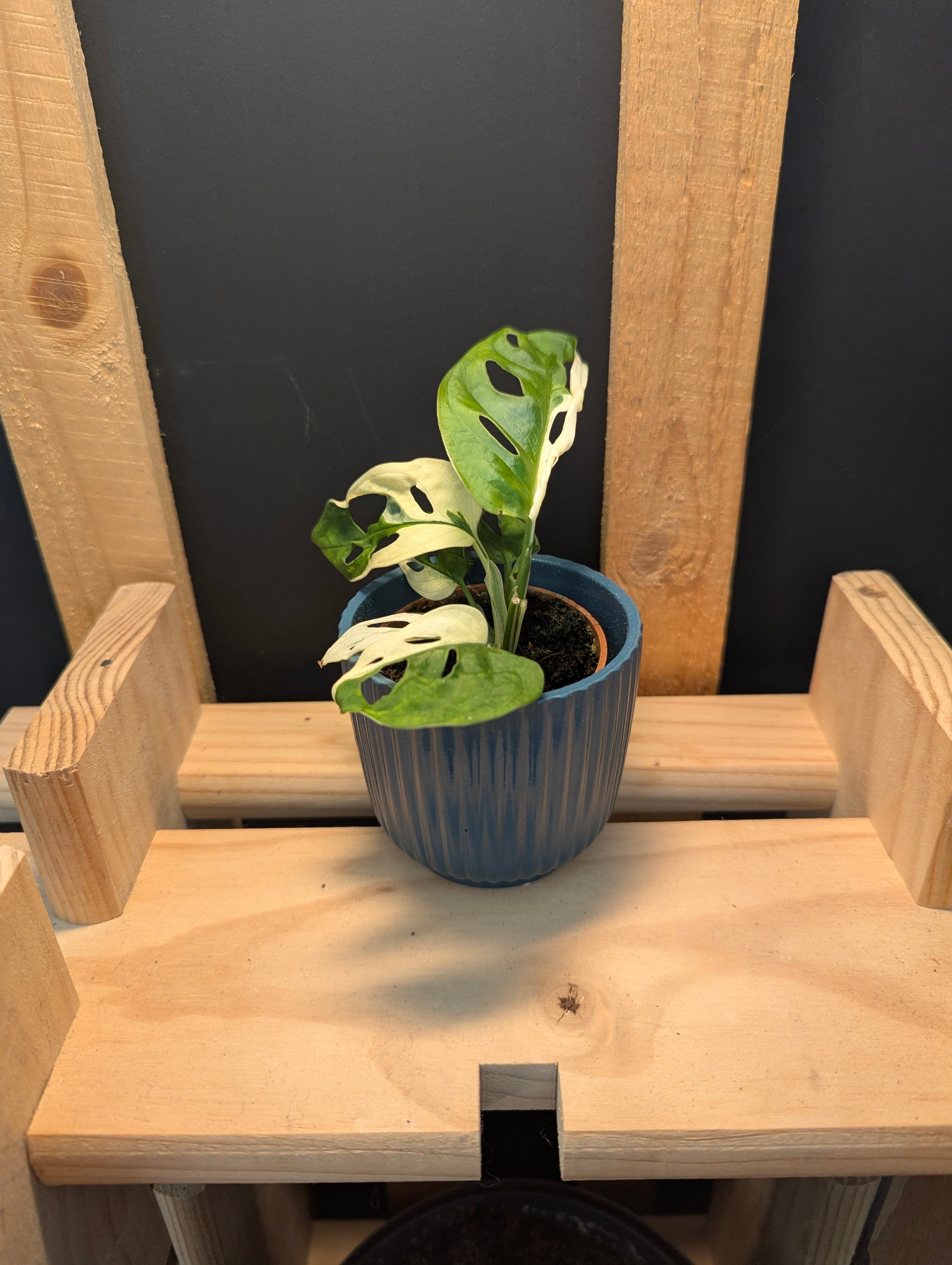 Monstera Adansonii Variegata Baby