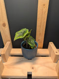 Alocasia Jacklyn Baby