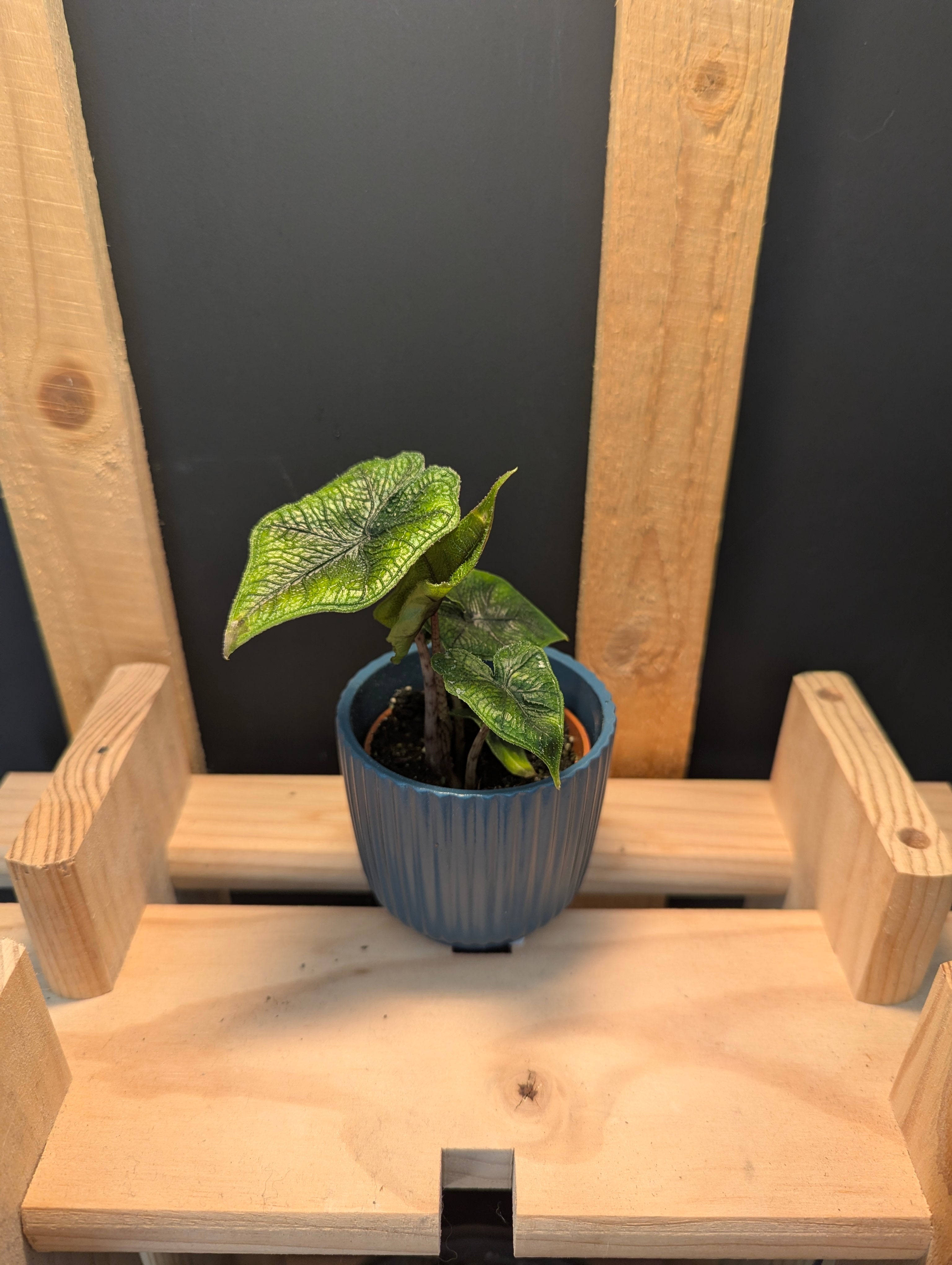 Alocasia Jacklyn Baby